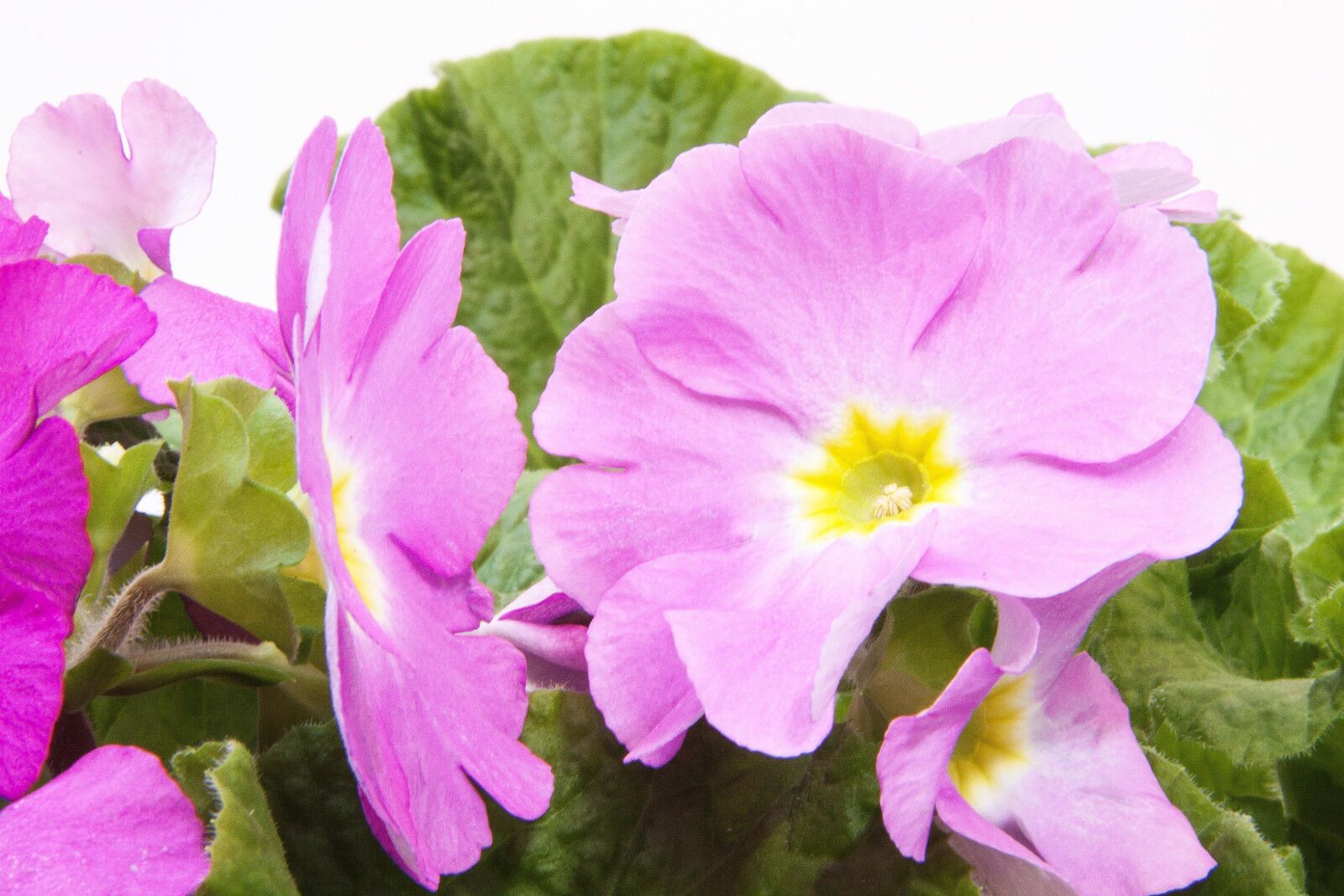 Canon EOS 50D sample photo. Primroses, primula vulgaris hybrid photography