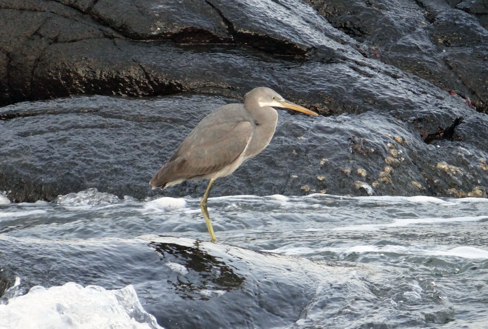Sony DSC-HX200V sample photo. Western reef egret, bird photography