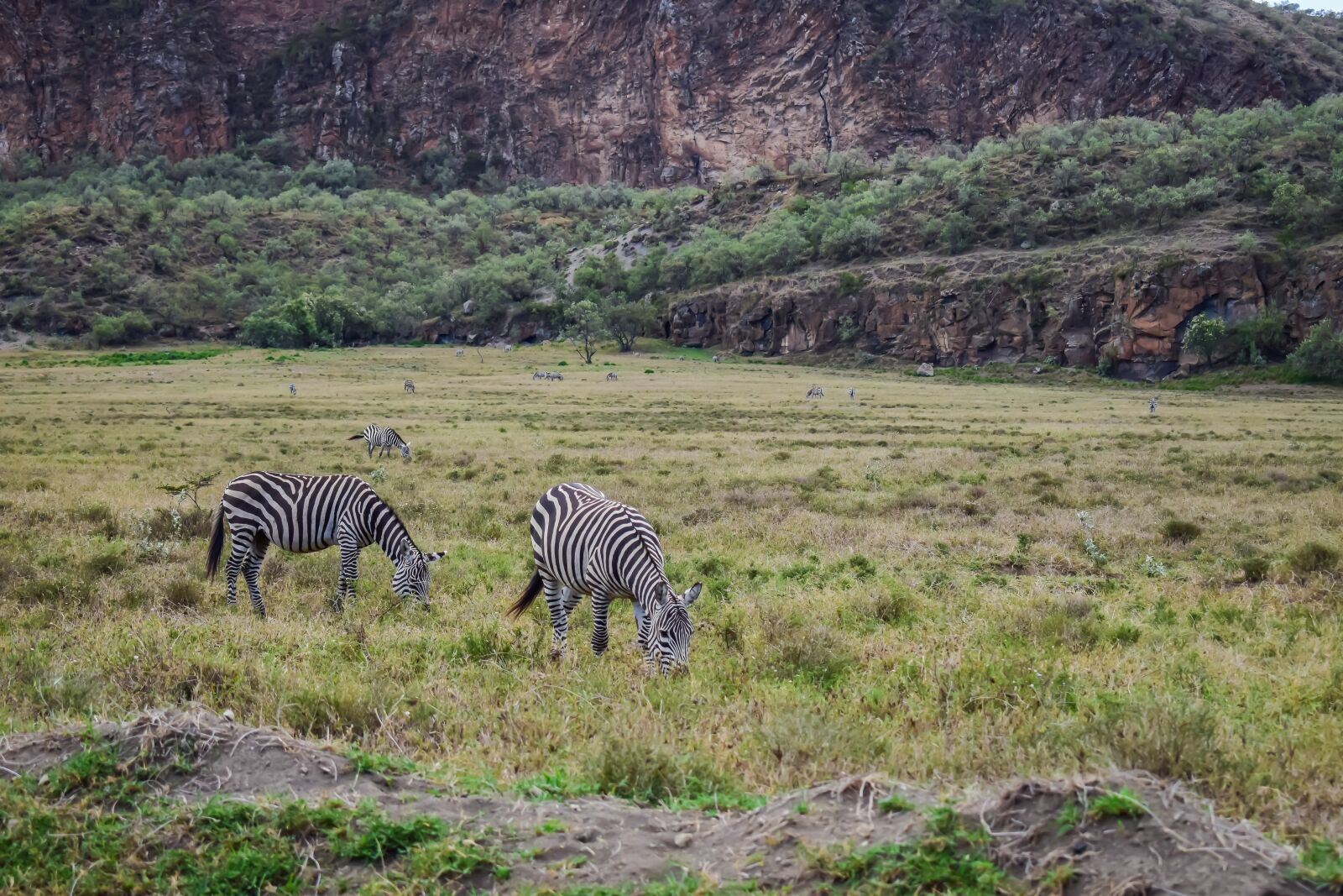 Nikon D3300 sample photo. Zebras, grazing, in photography
