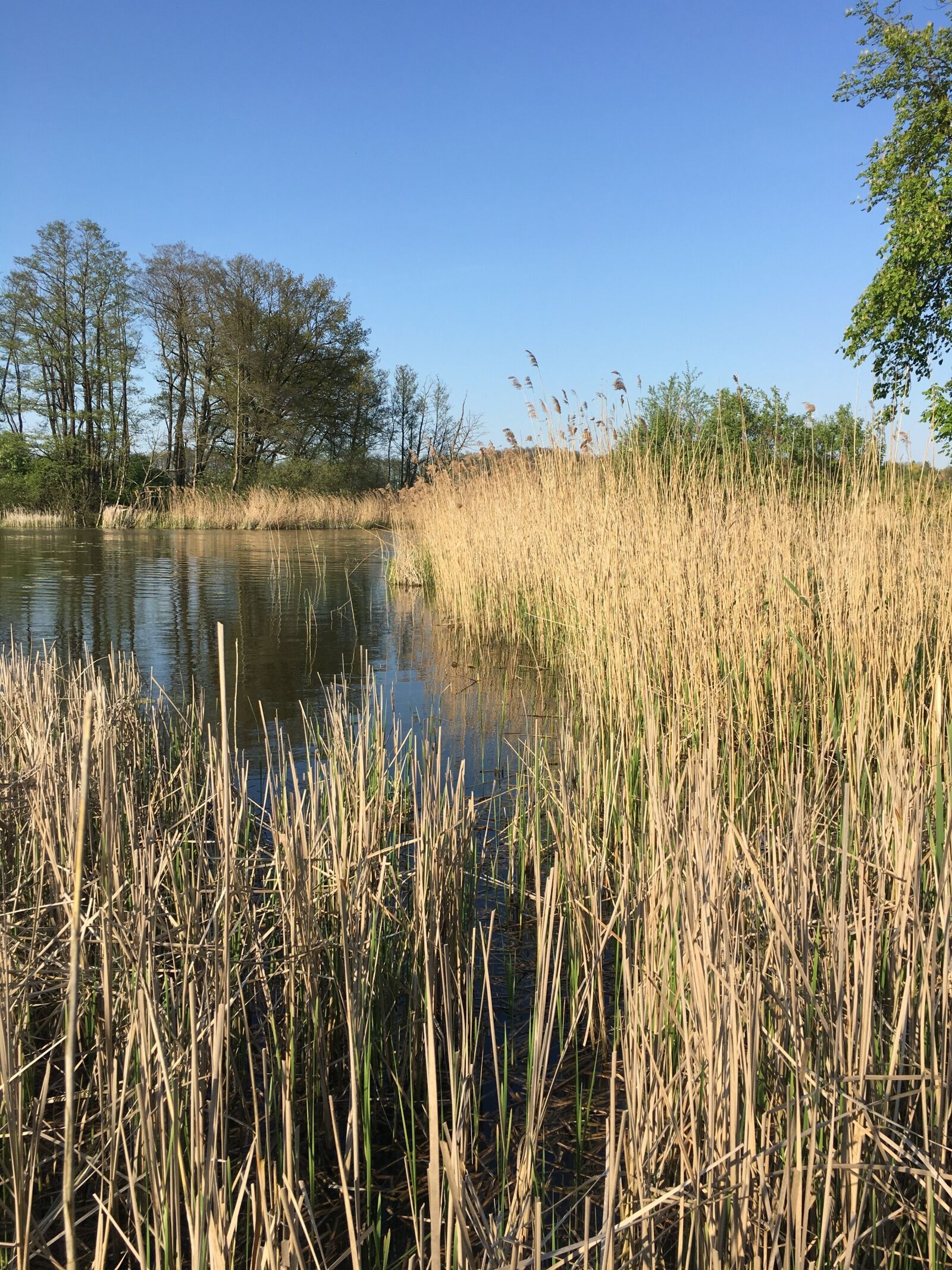 Apple iPhone 6s sample photo. Reed, lakeside, mood photography