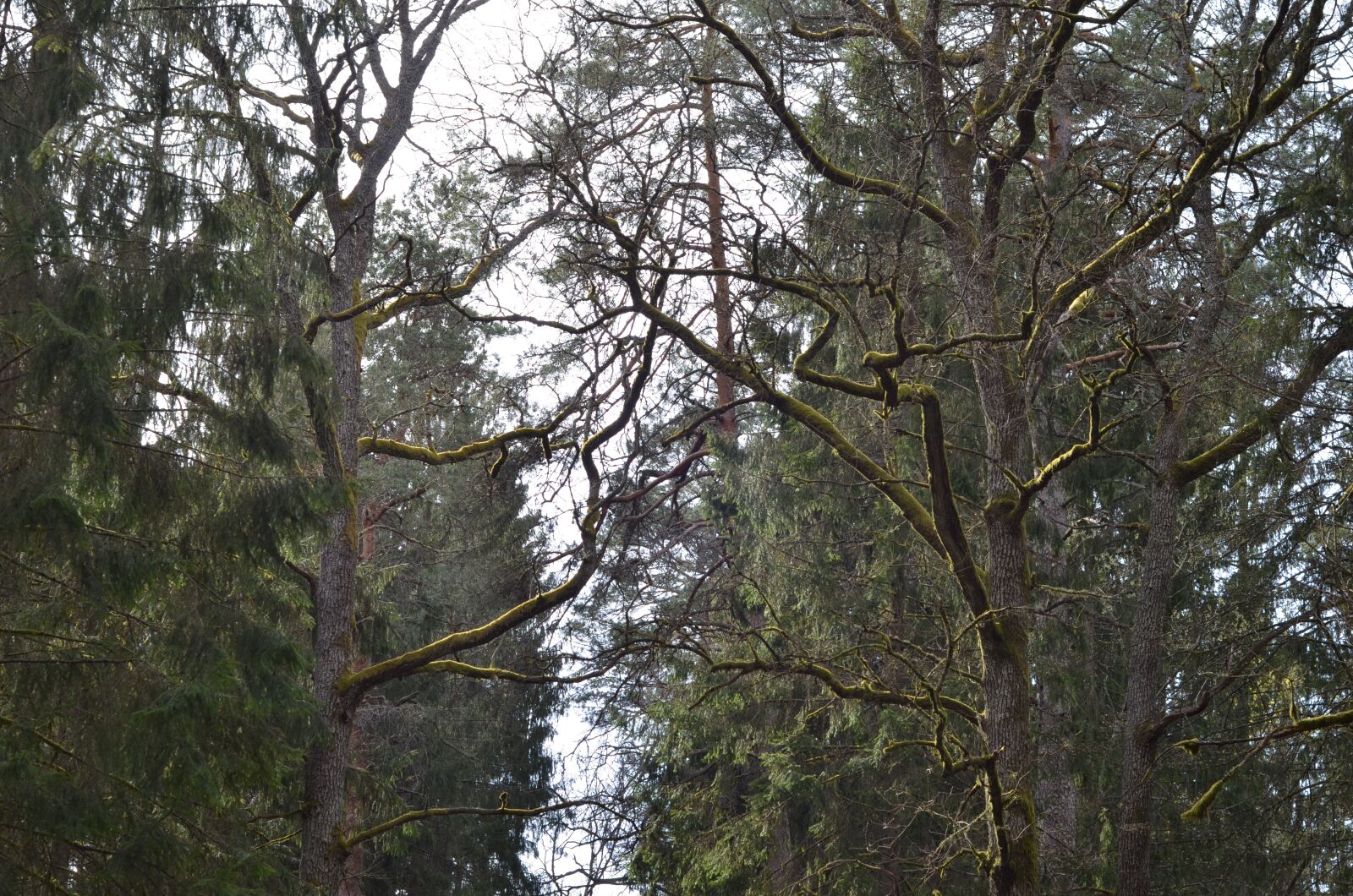 Nikon D7000 sample photo. Nature, tree, landscape photography