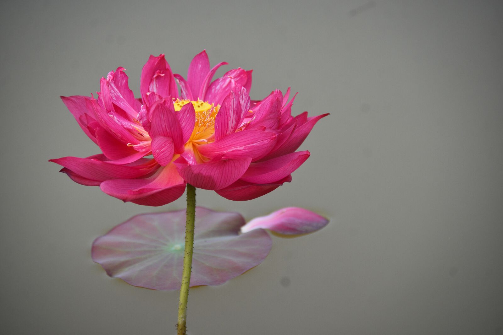 Nikon D7200 sample photo. Lotus, pond, lake photography