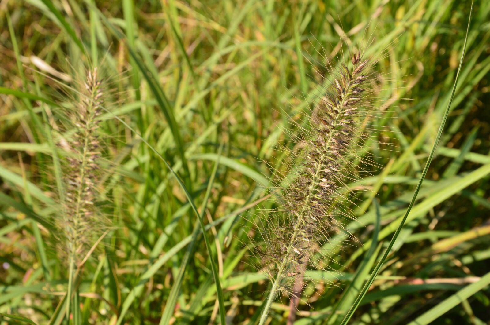 Nikon D3200 sample photo. Grass, the scenery, outdoor photography