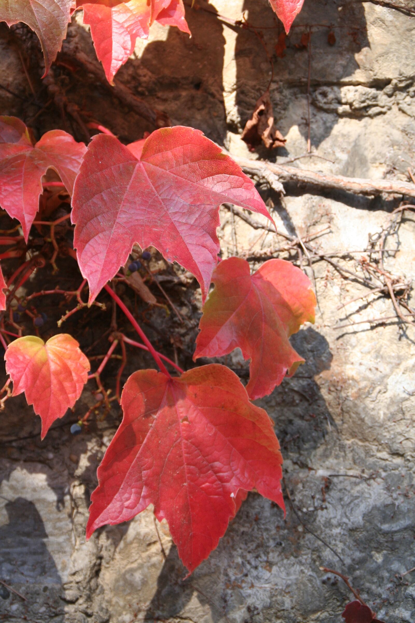 Canon EOS 350D (EOS Digital Rebel XT / EOS Kiss Digital N) sample photo. Autumn, leaves, wine photography