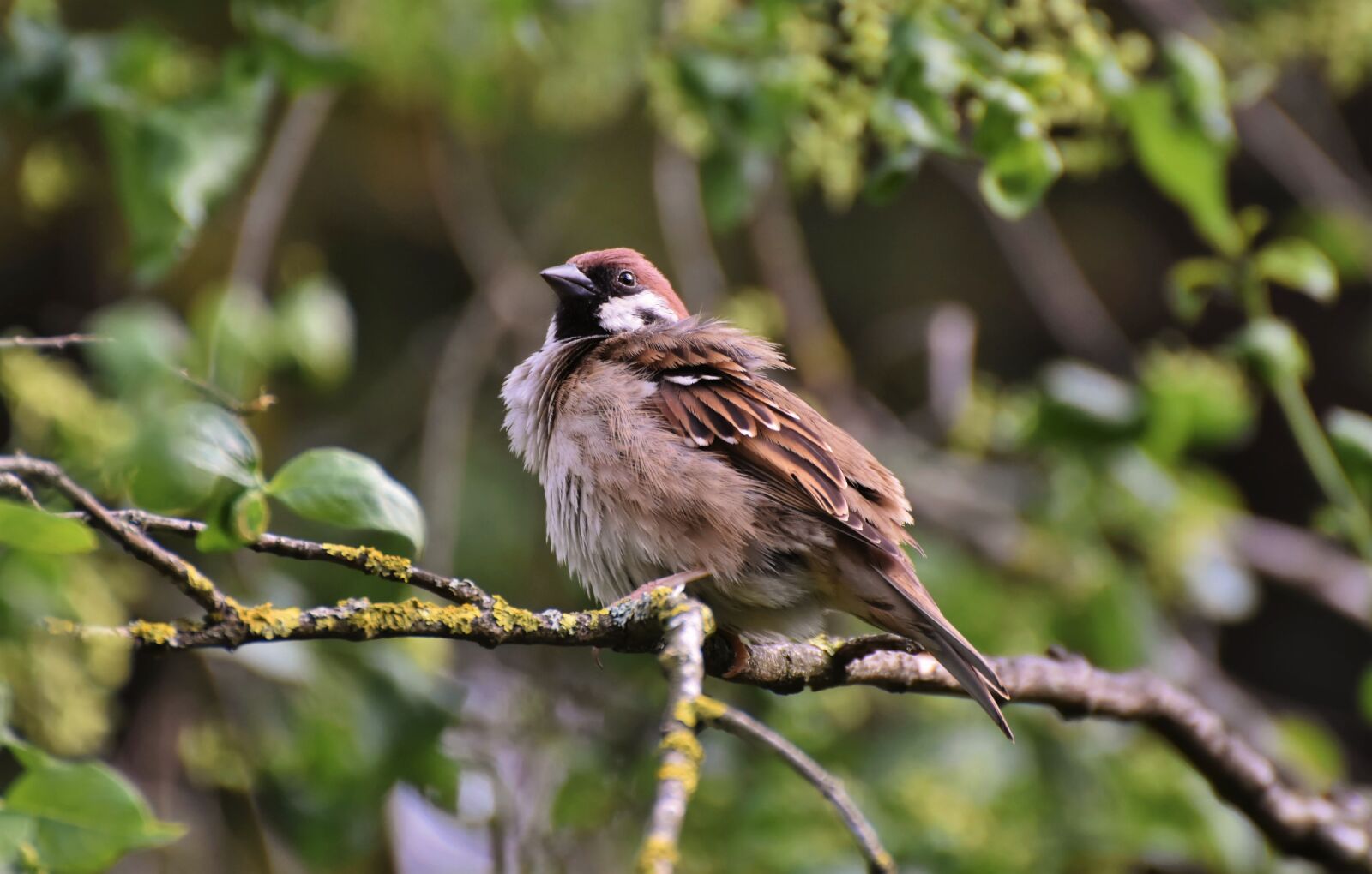 Nikon D7200 sample photo. Sparrow, sperling, bird photography