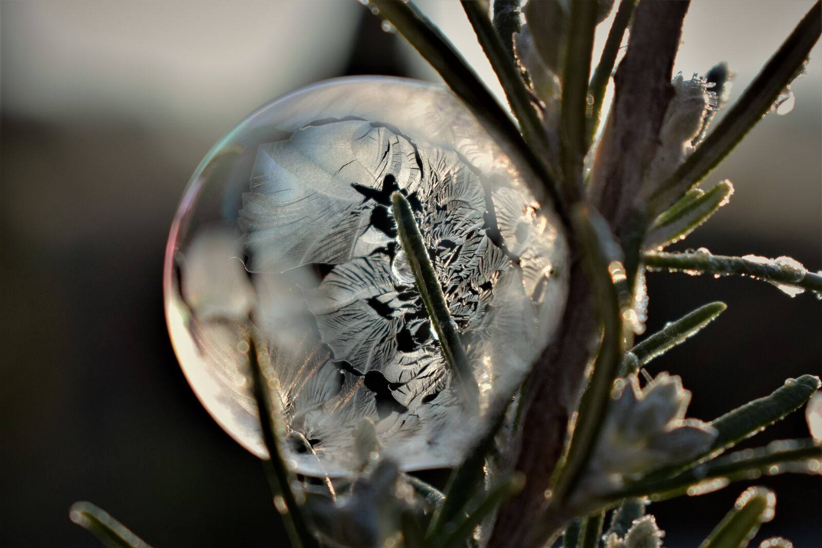 Nikon D5500 sample photo. Soap bubble, frozen, eiskristalle photography