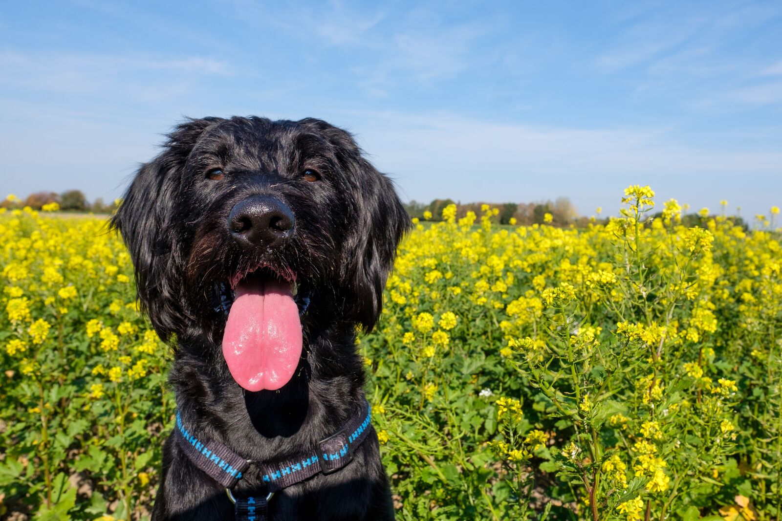 Fujifilm X-T2 + Fujifilm XF 16mm F1.4 R WR sample photo. Puppy, dog, pet photography