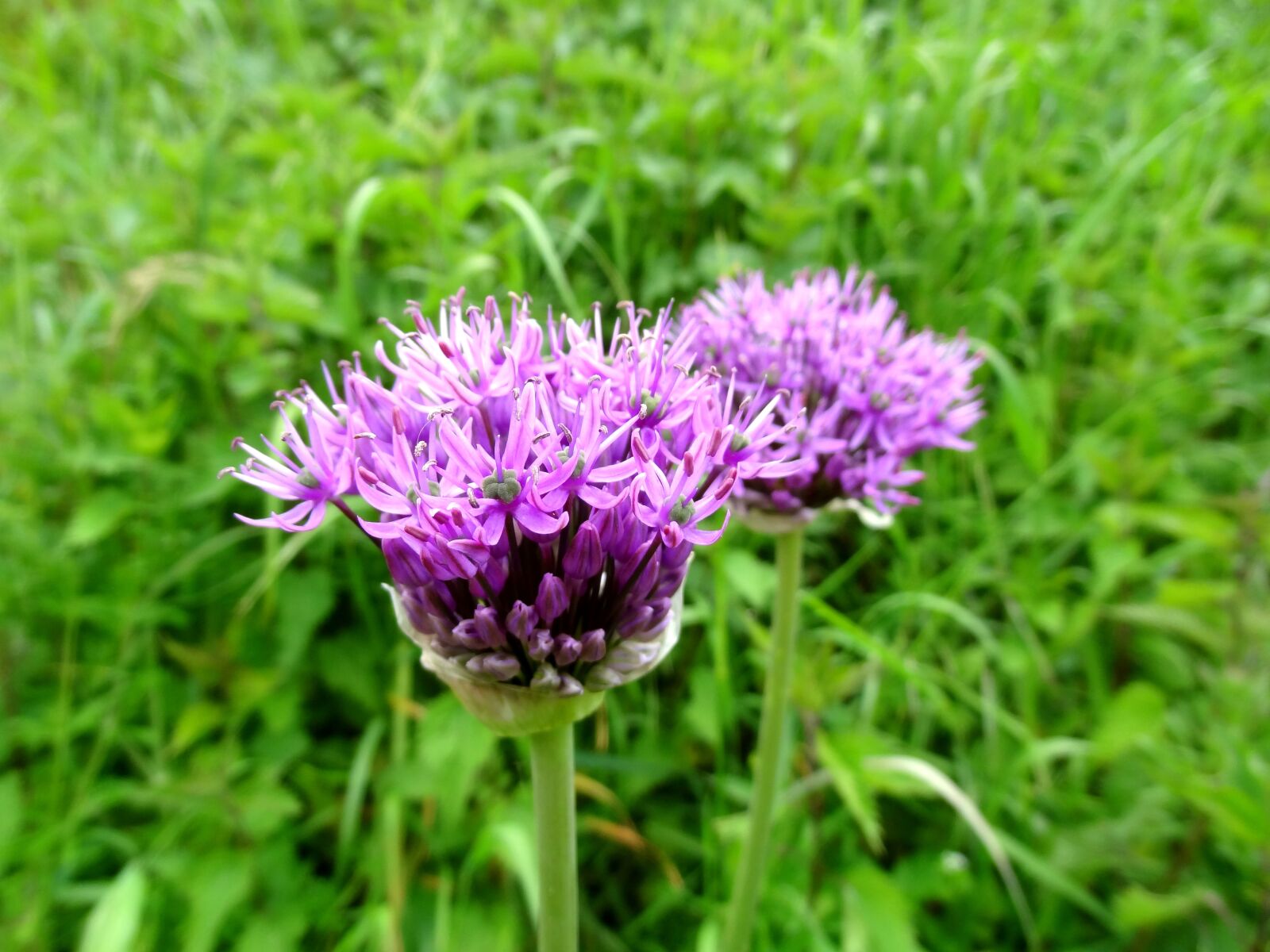 Sony Cyber-shot DSC-HX9V sample photo. Flower, blossom, garlic photography