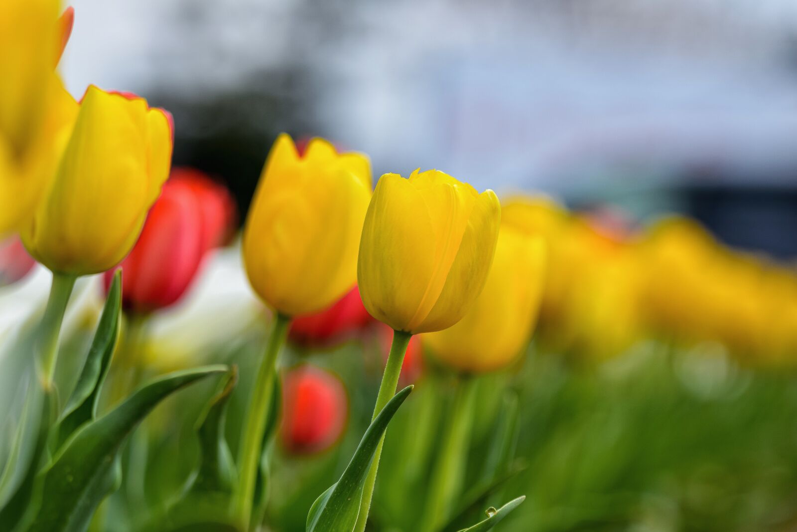 Nikon D7200 sample photo. Natural, landscape, plant photography