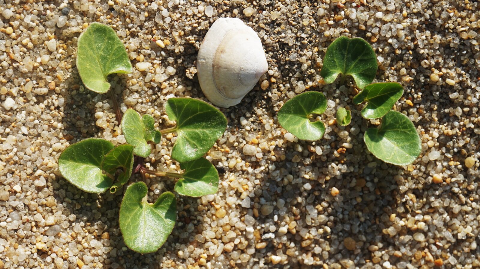 Sony Alpha a5000 (ILCE 5000) sample photo. Clam, plants, gangneung photography