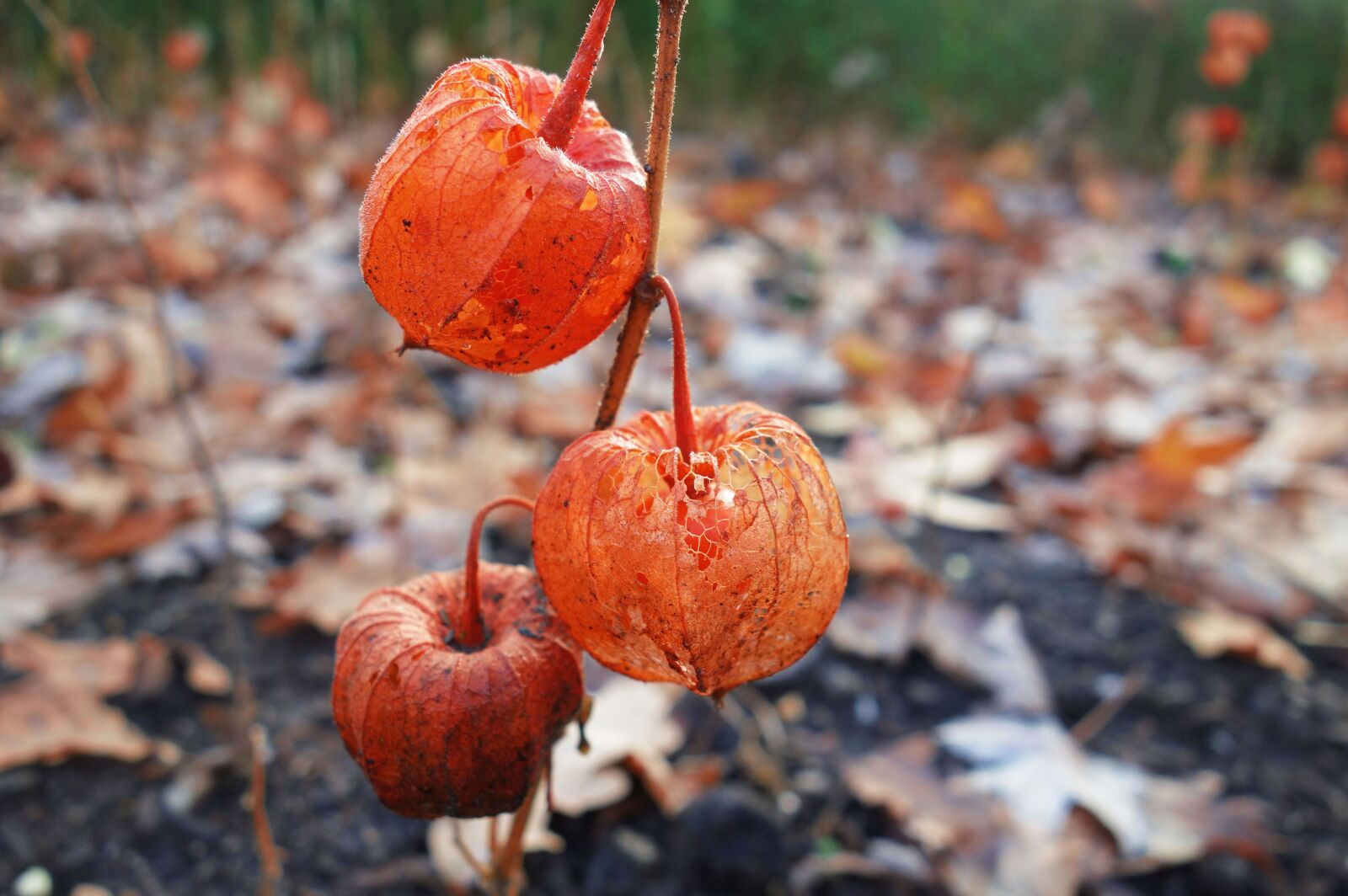 Sony Cyber-shot DSC-RX100 sample photo. Ground cherry, japanese lantern photography