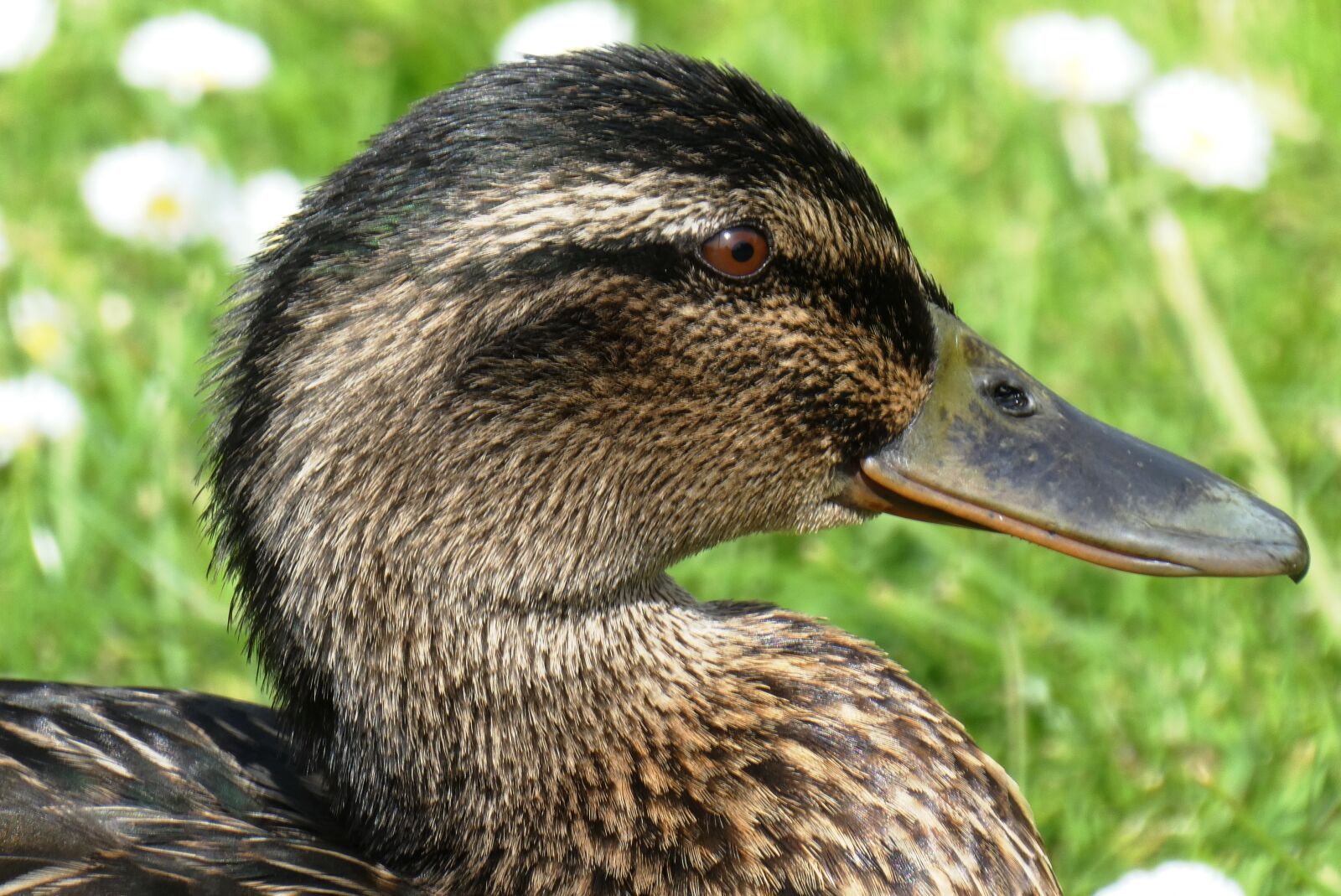 Panasonic Lumix DC-ZS70 (Lumix DC-TZ90) sample photo. Duck, head, beak photography