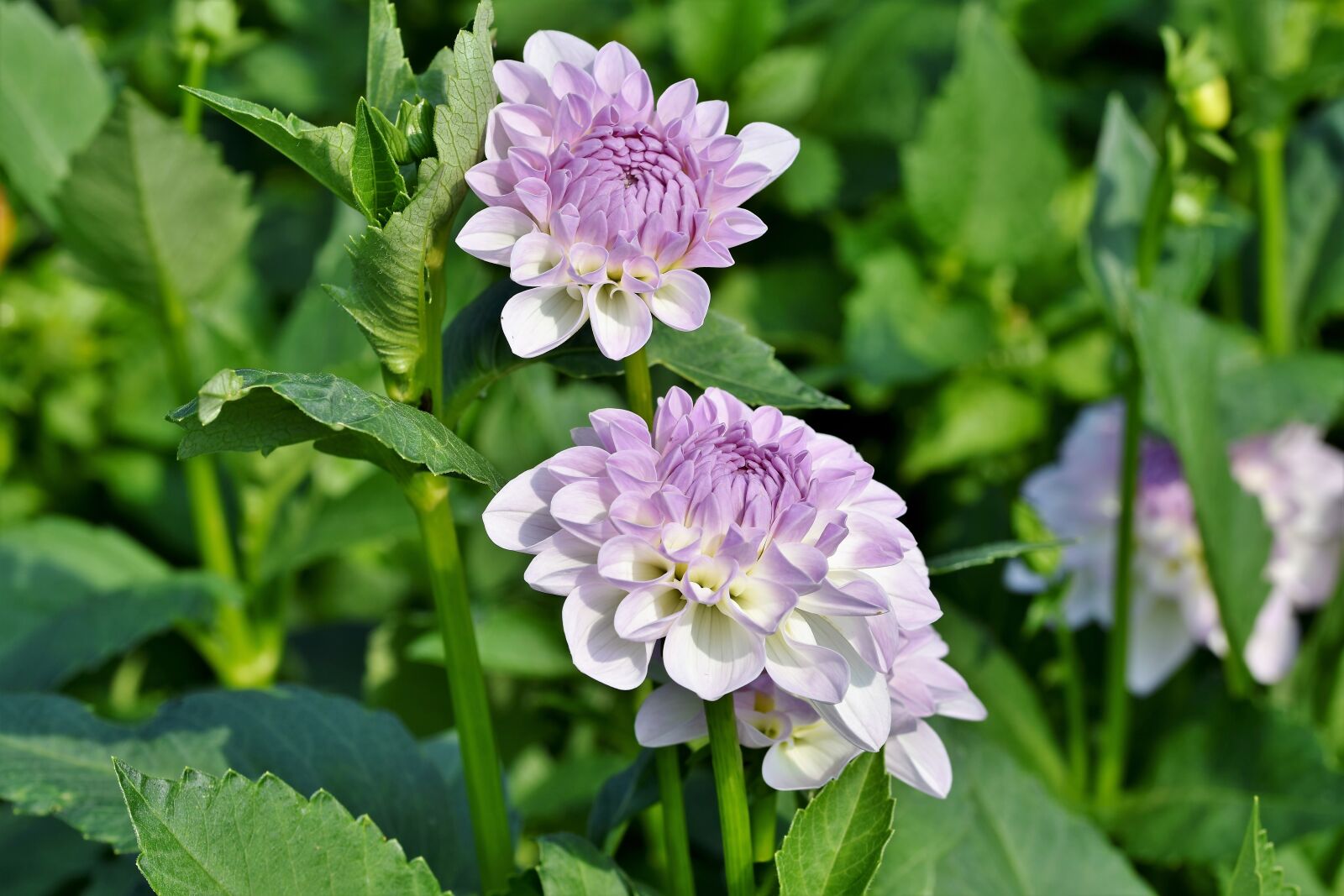 Nikon D7200 sample photo. Dahlia, dahlias bud, flower photography