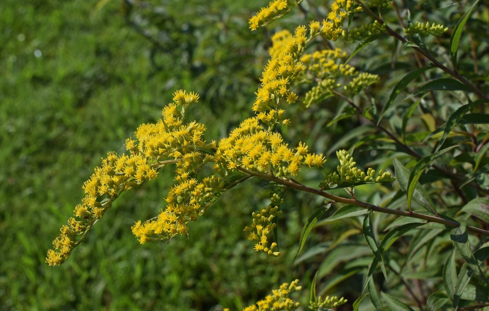 Nikon D3300 sample photo. Goldenrod, flower, blossom photography
