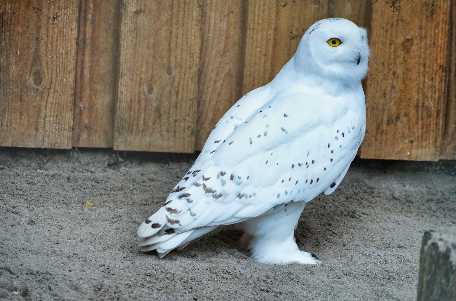 Sony E 18-135mm F3.5-5.6 OSS sample photo. Owl, snowy owl, bird photography