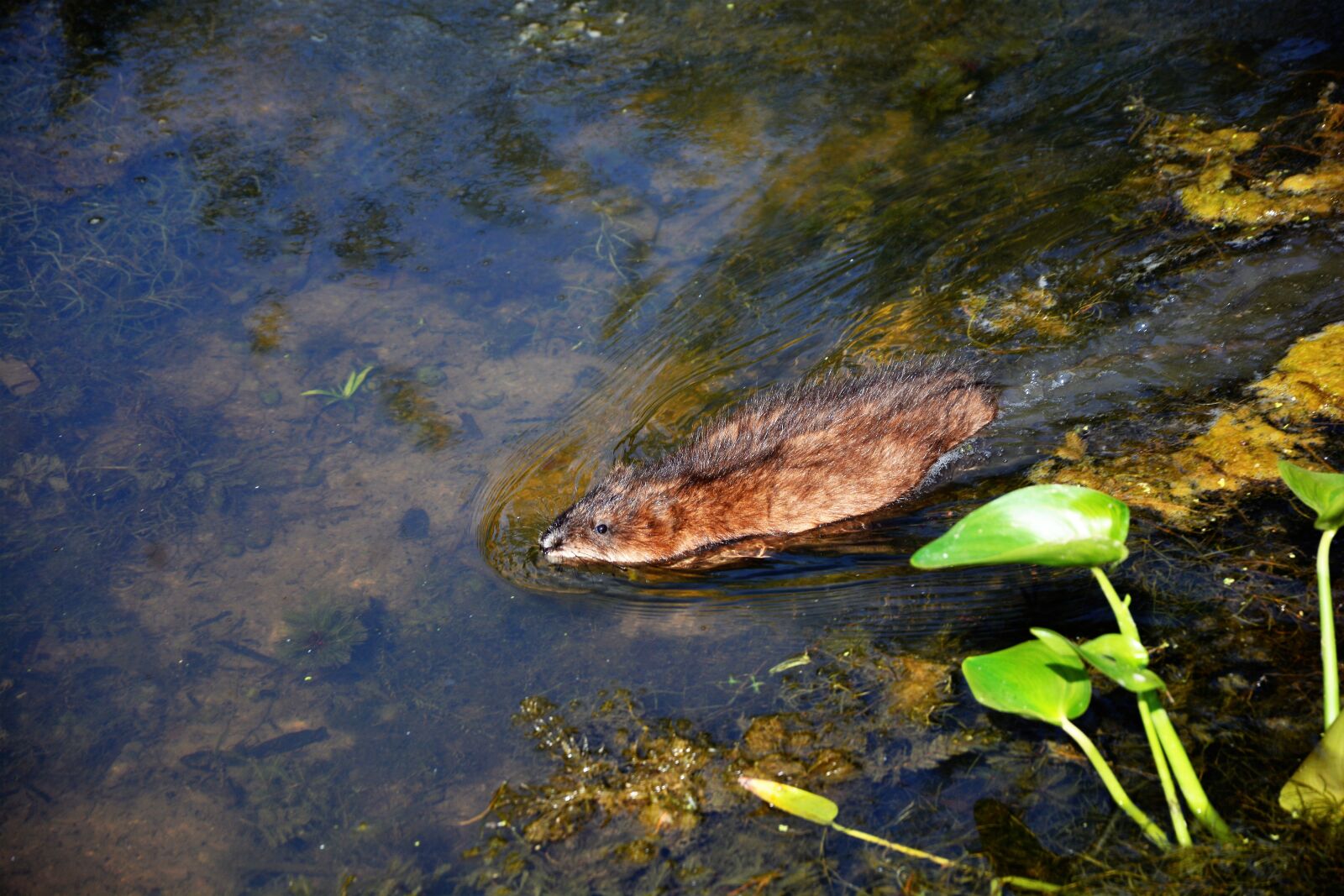 Nikon D7100 sample photo. Muskrat, young, baby muskrat photography