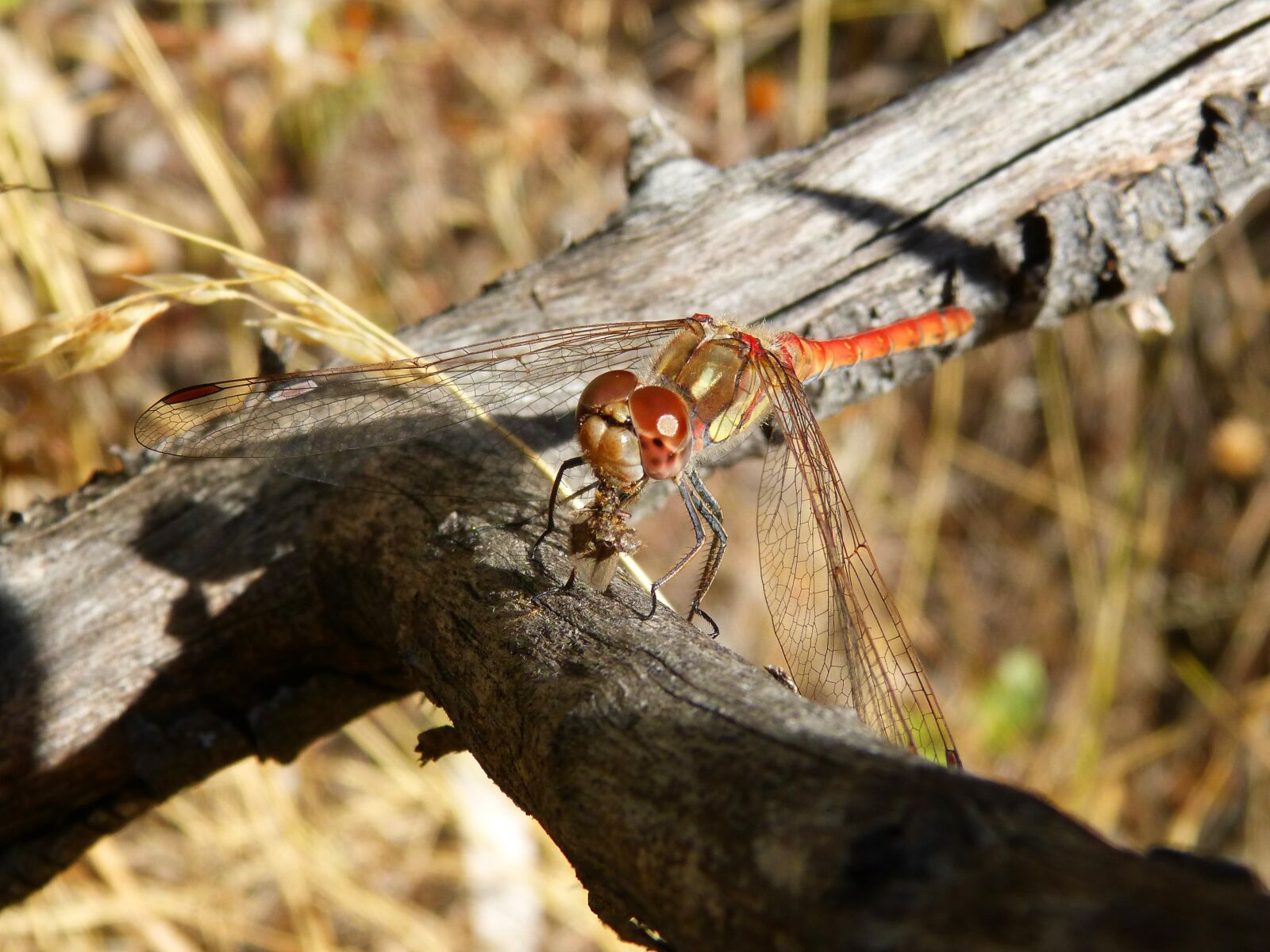 Panasonic DMC-FZ62 sample photo. Dragonfly, winged insect, branch photography