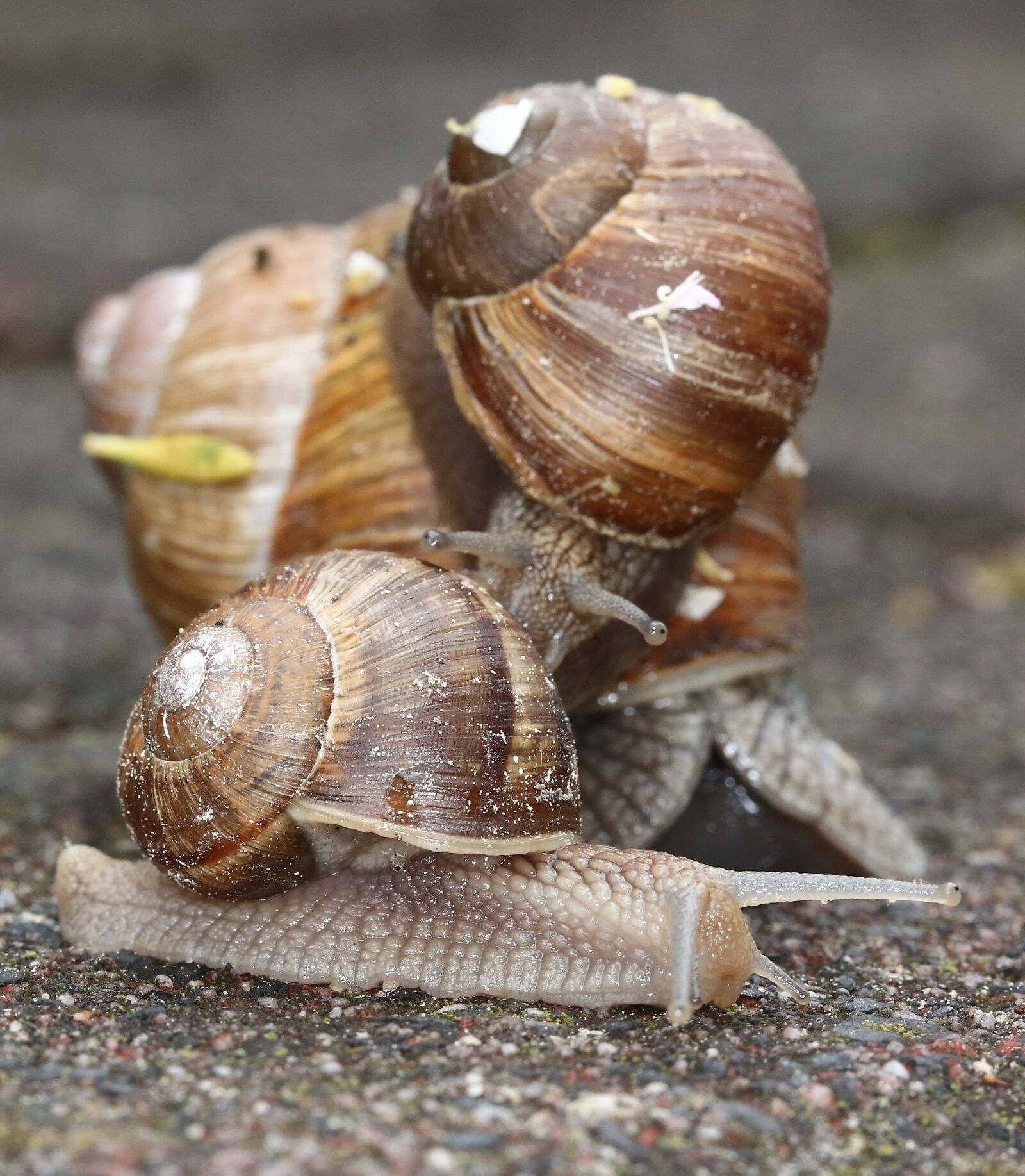 Canon EF 100mm F2.8L Macro IS USM sample photo. Snails, snail, shell photography