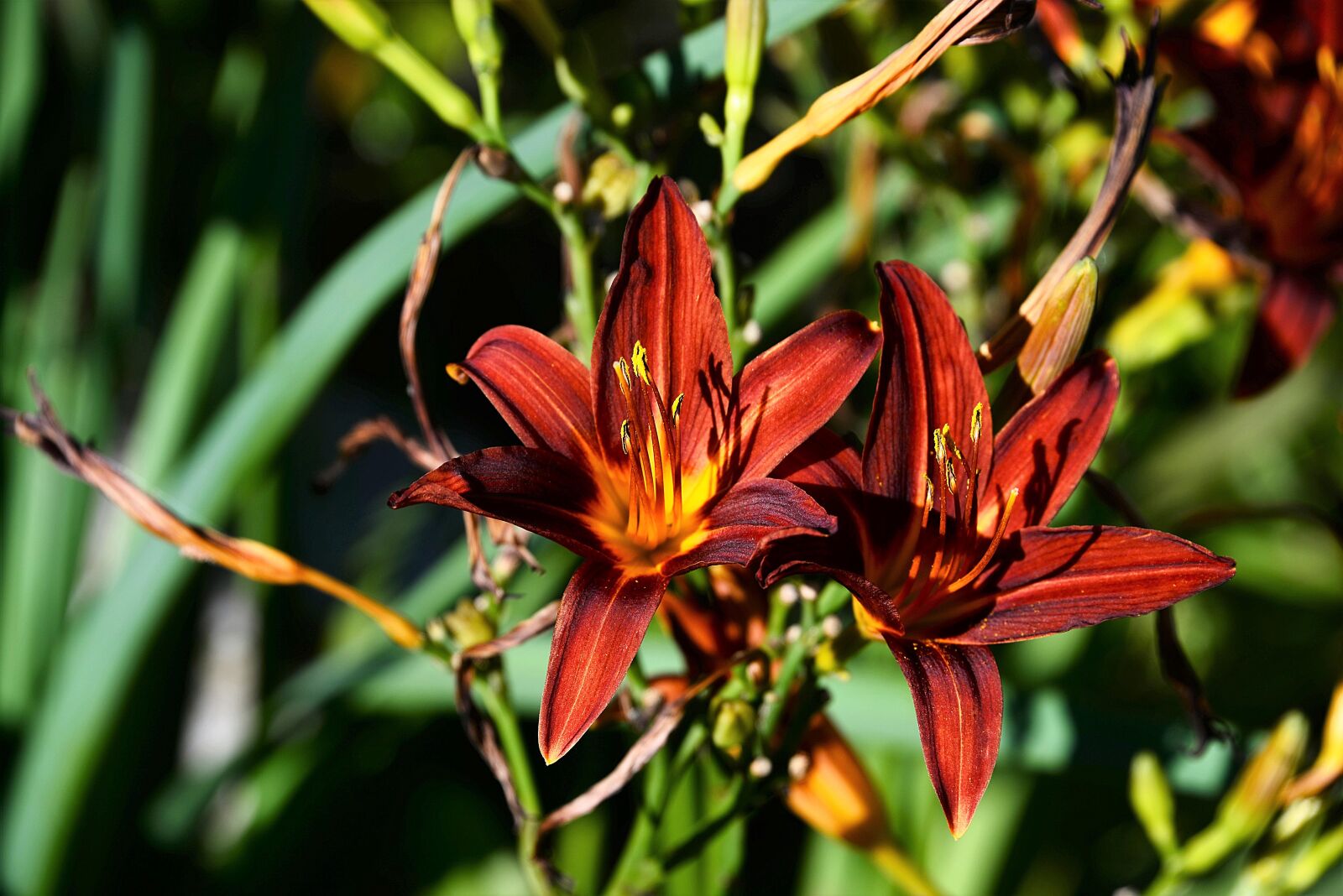 Nikon D610 sample photo. Lilies, red, dark photography