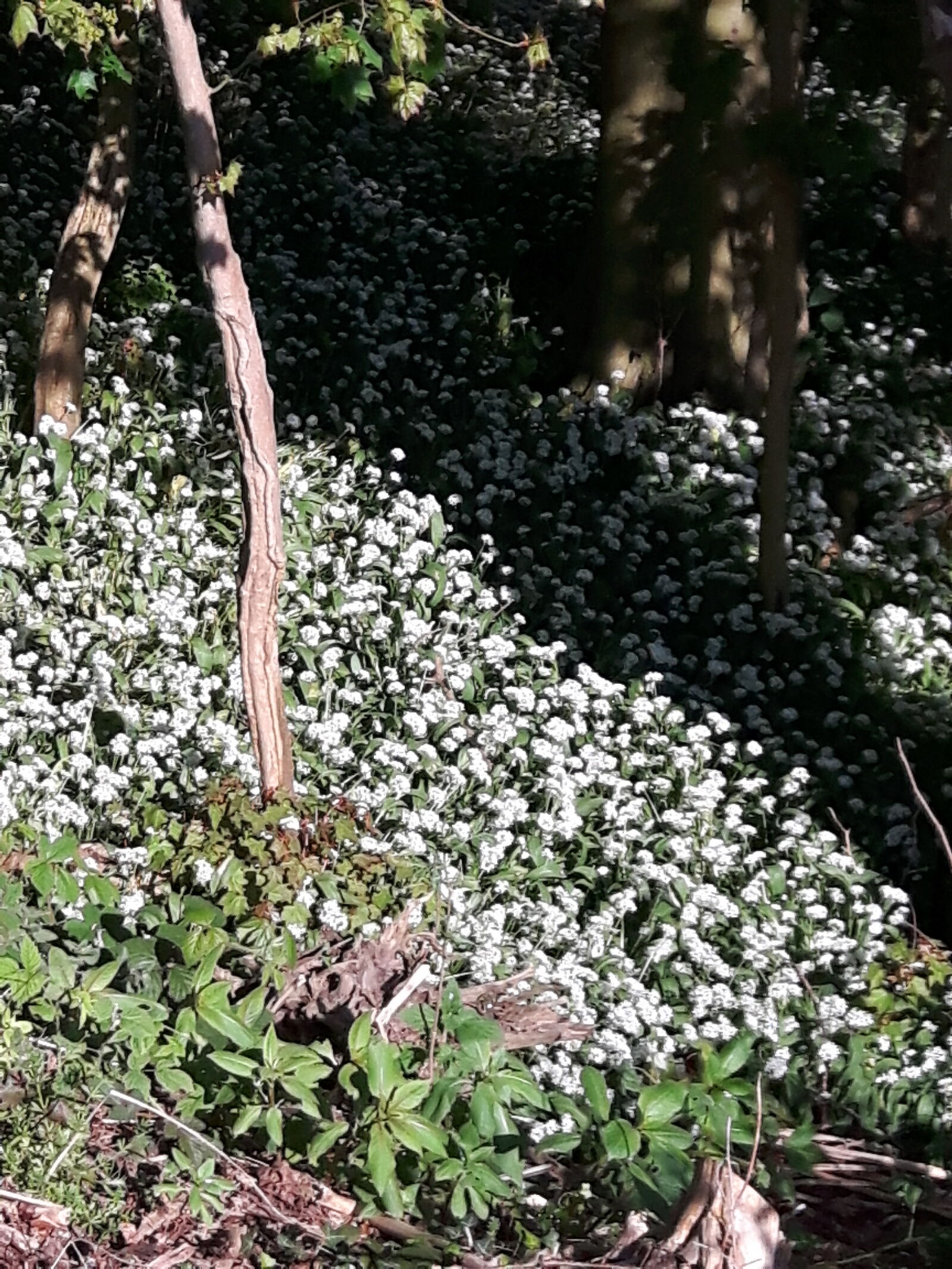 Samsung Galaxy S5 Neo sample photo. White, flowers, woodland photography