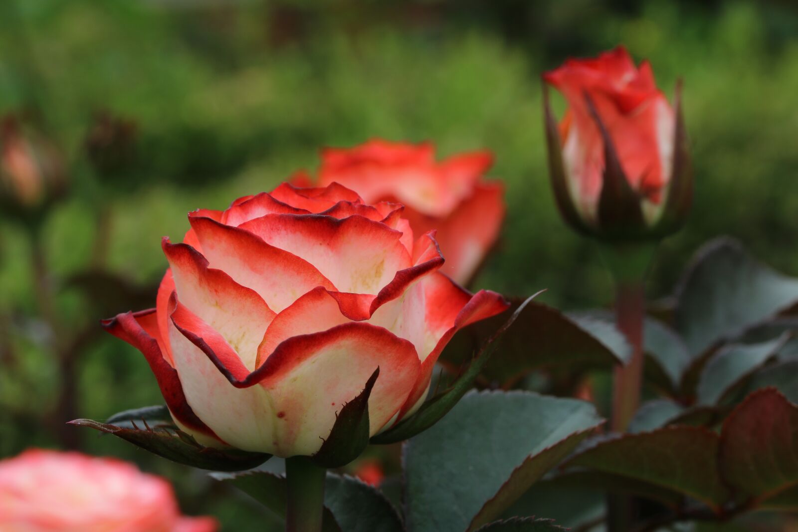 Canon EOS 750D (EOS Rebel T6i / EOS Kiss X8i) sample photo. Rose, rose festival, flowers photography