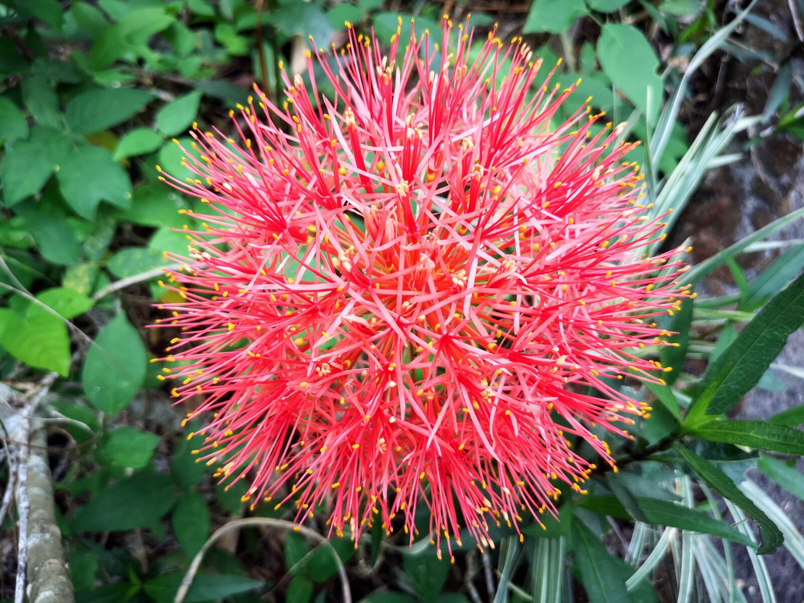 HUAWEI CLT-L09 sample photo. Flower, nature, garden photography