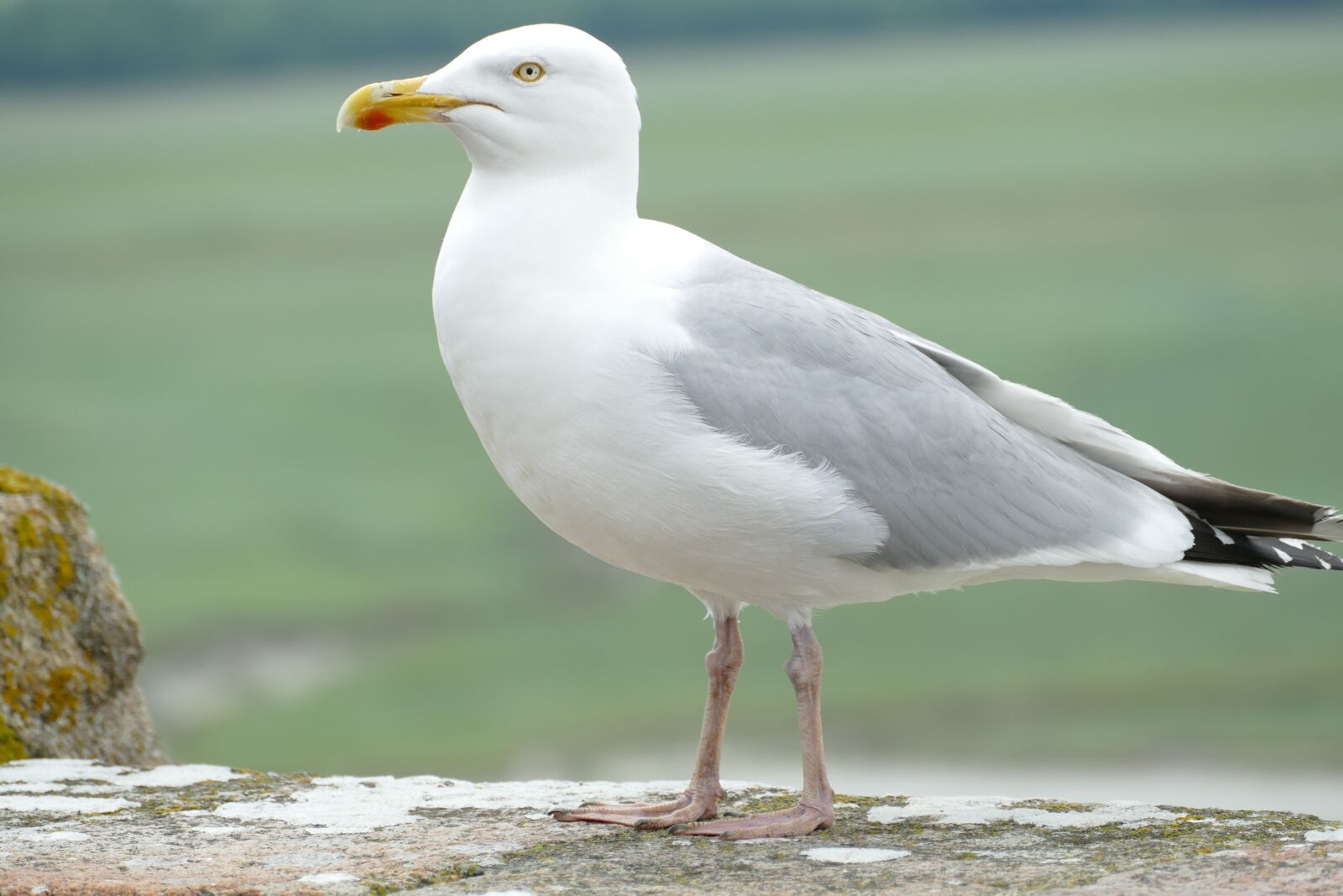 Panasonic Lumix DMC-FZ1000 sample photo. Seagull, bird, sea photography
