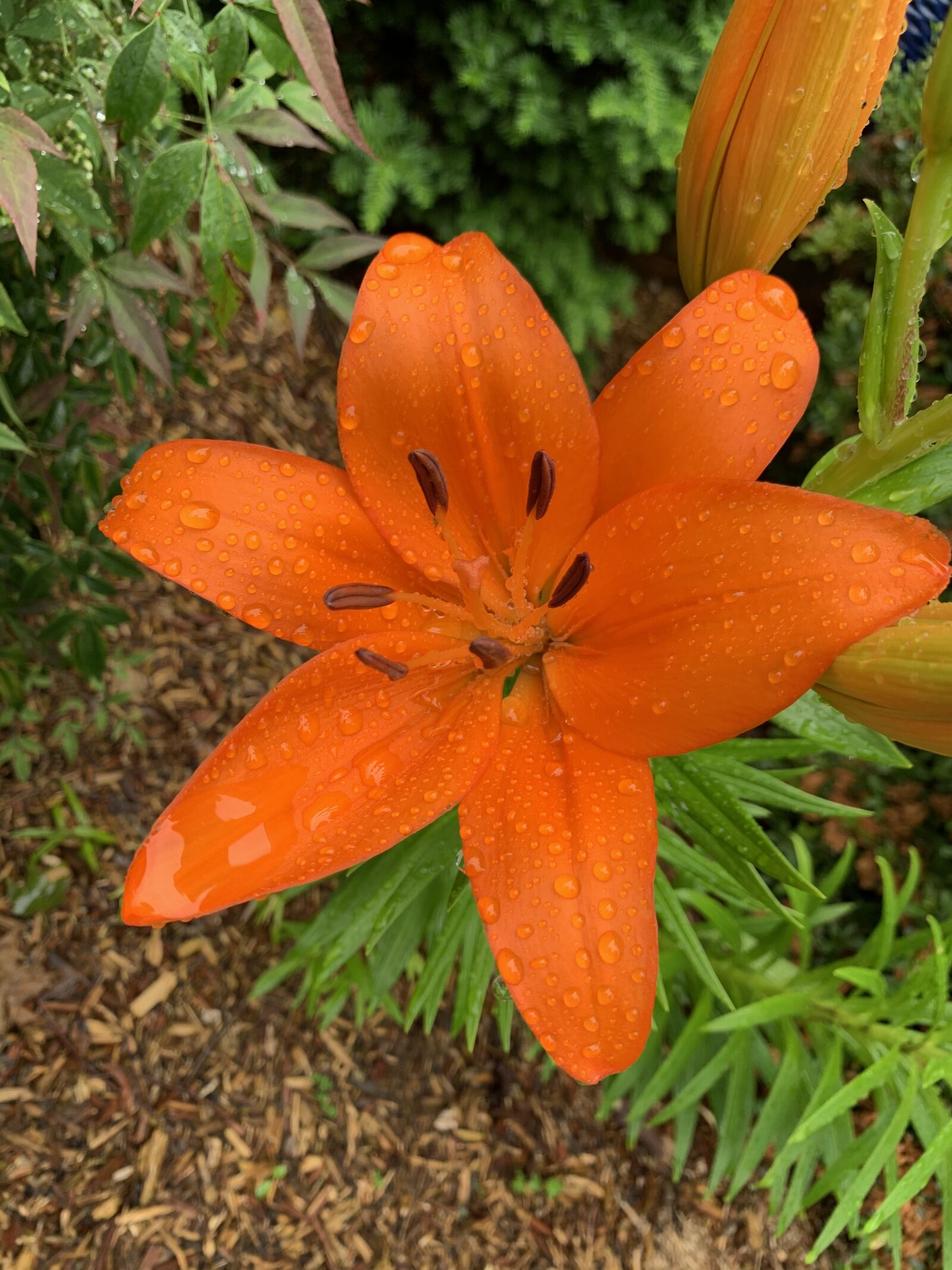 Apple iPhone XS sample photo. Orange lily, flower, rain photography