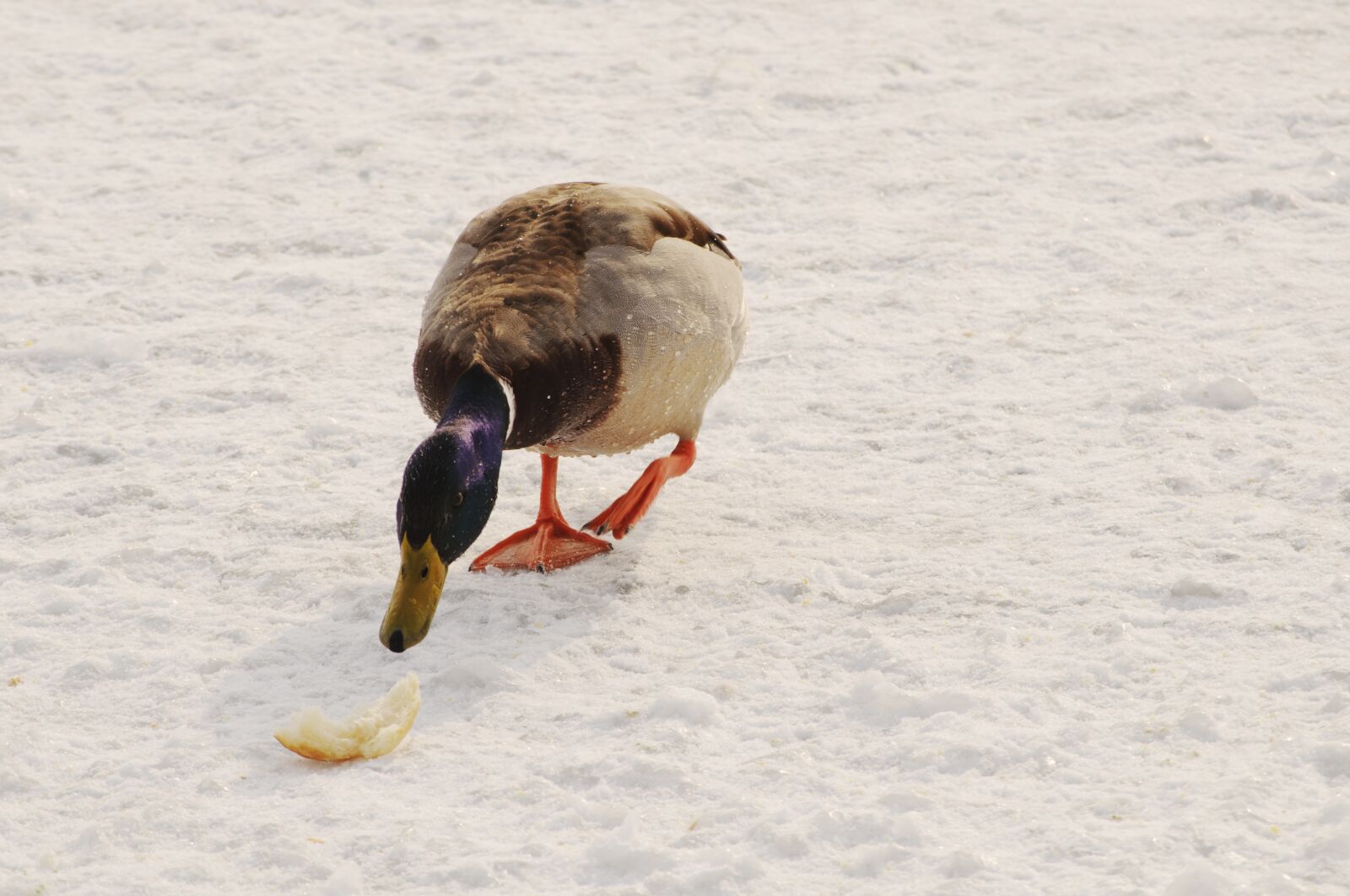 Nikon D5000 sample photo. Bird, duck, bread photography