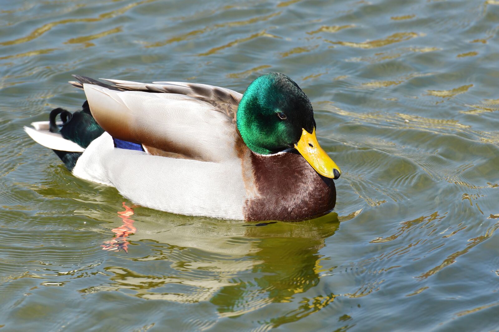 Nikon D3200 sample photo. Duck, mallard, drake photography