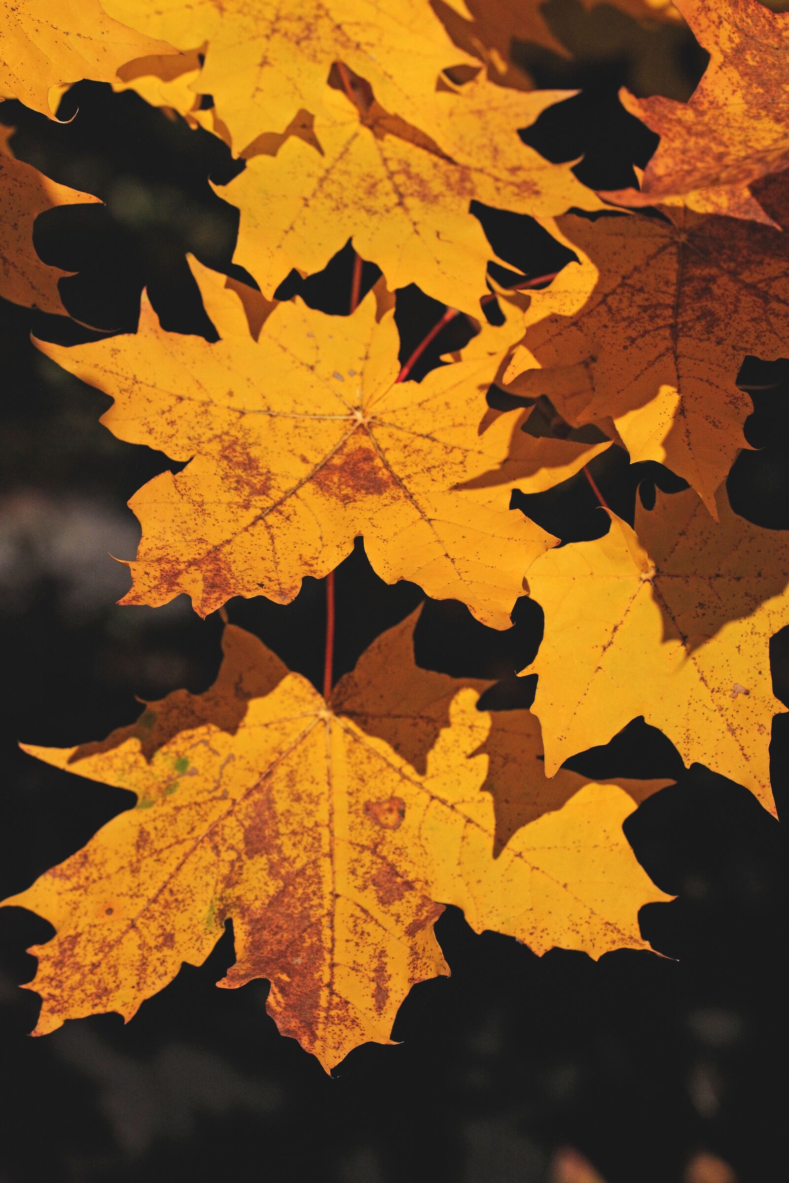 Canon EOS 5D Mark II sample photo. Foliage, autumn, seasons of photography