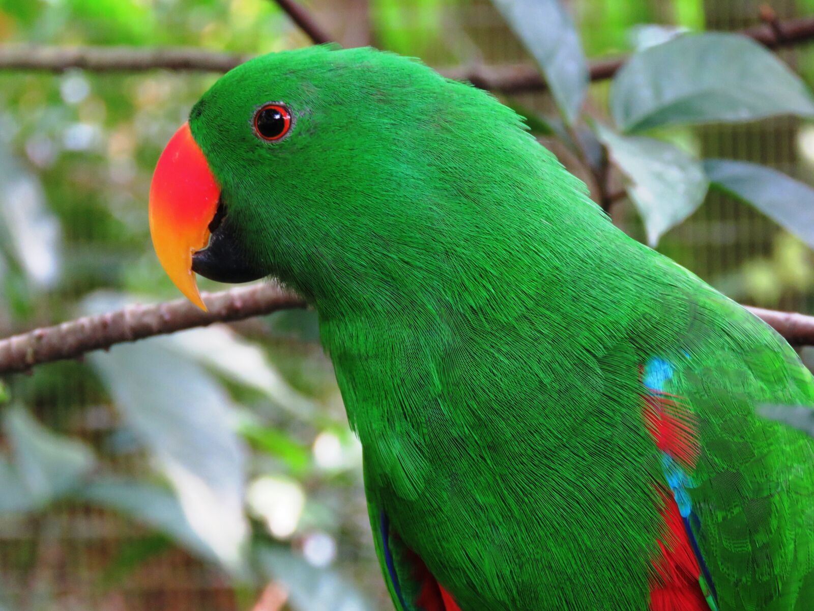 Canon PowerShot SX60 HS sample photo. Parrot, bird, beautiful bird photography