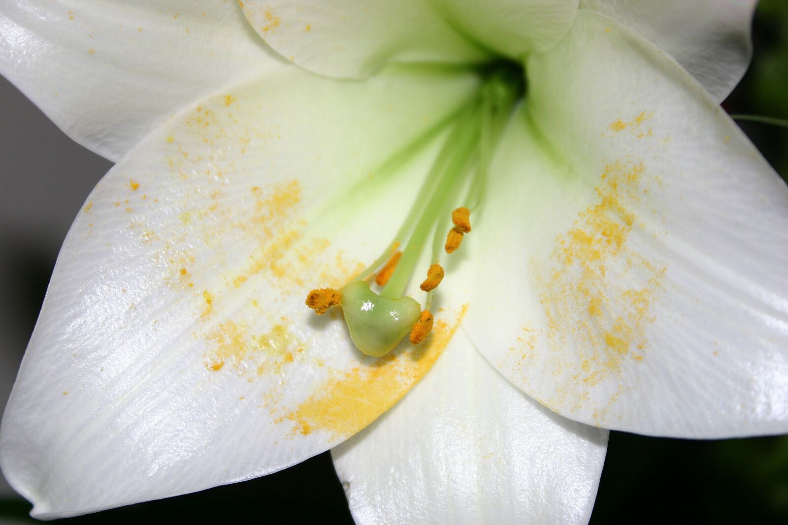 Canon EOS 300D (EOS Digital Rebel / EOS Kiss Digital) sample photo. Lily, flower, stamen photography