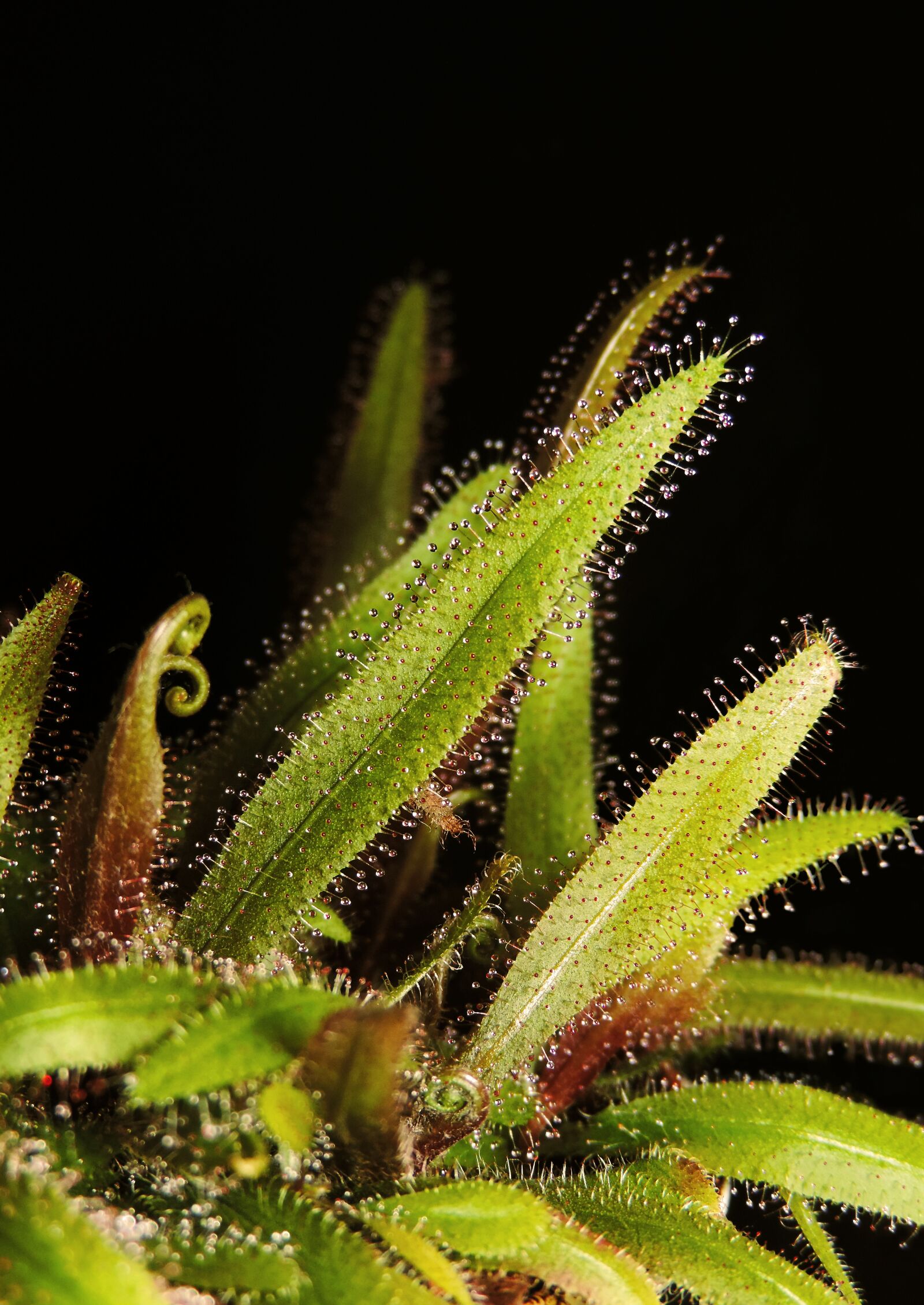 Nikon Coolpix P520 sample photo. Drosera, flower, predators photography