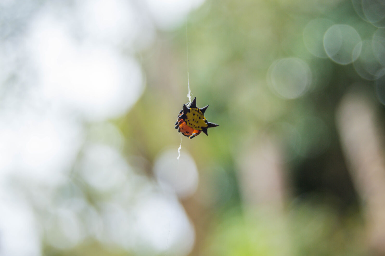 Nikon D3200 sample photo
