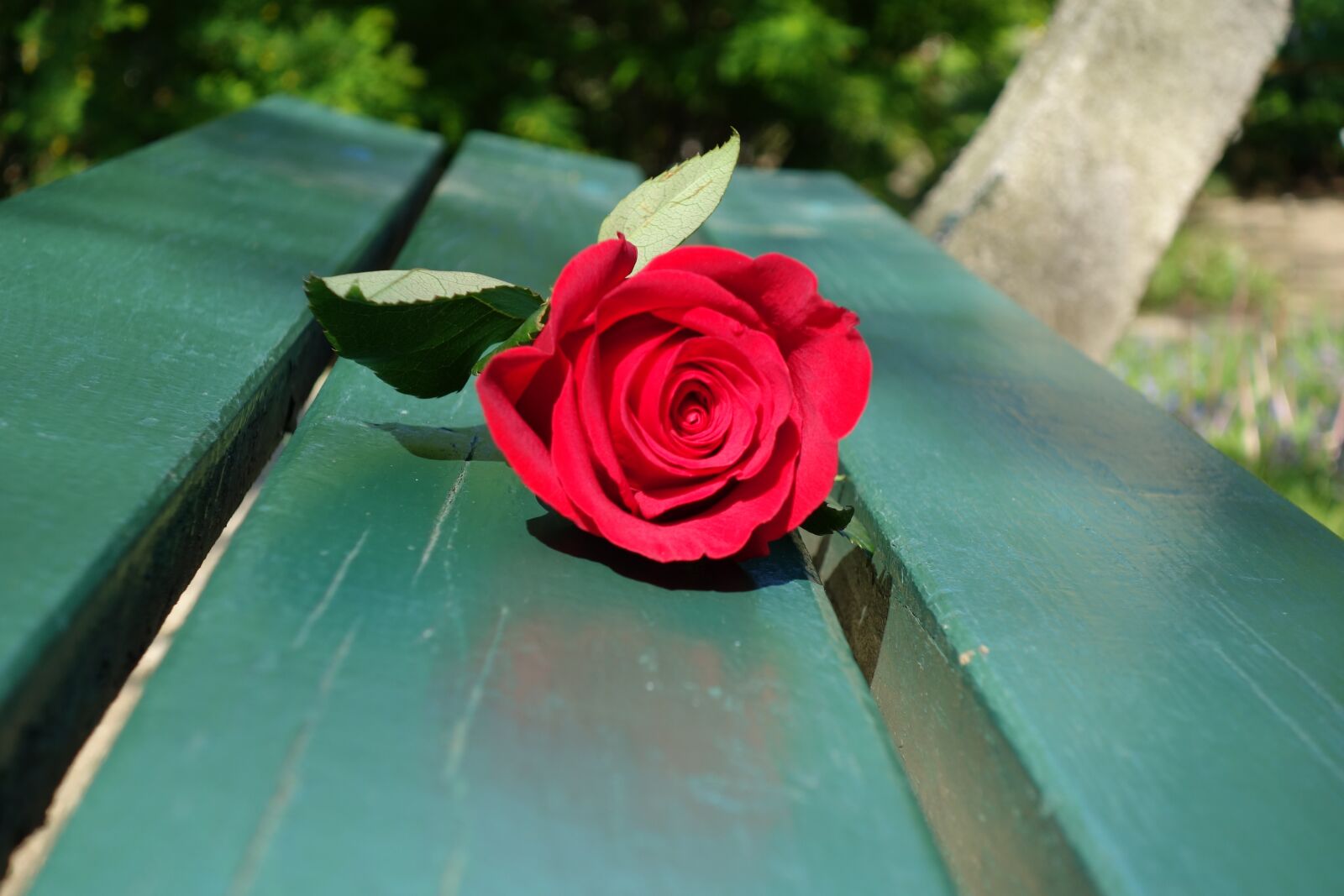Sony Cyber-shot DSC-RX100 II sample photo. Red rose, green bench photography