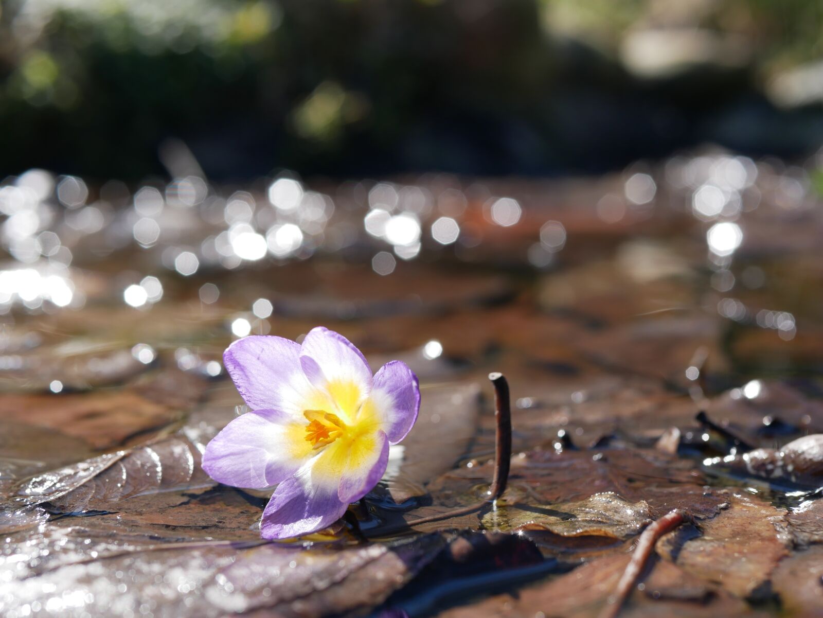 Panasonic Lumix DMC-GX85 (Lumix DMC-GX80 / Lumix DMC-GX7 Mark II) sample photo. Spring, flowers, flower photography
