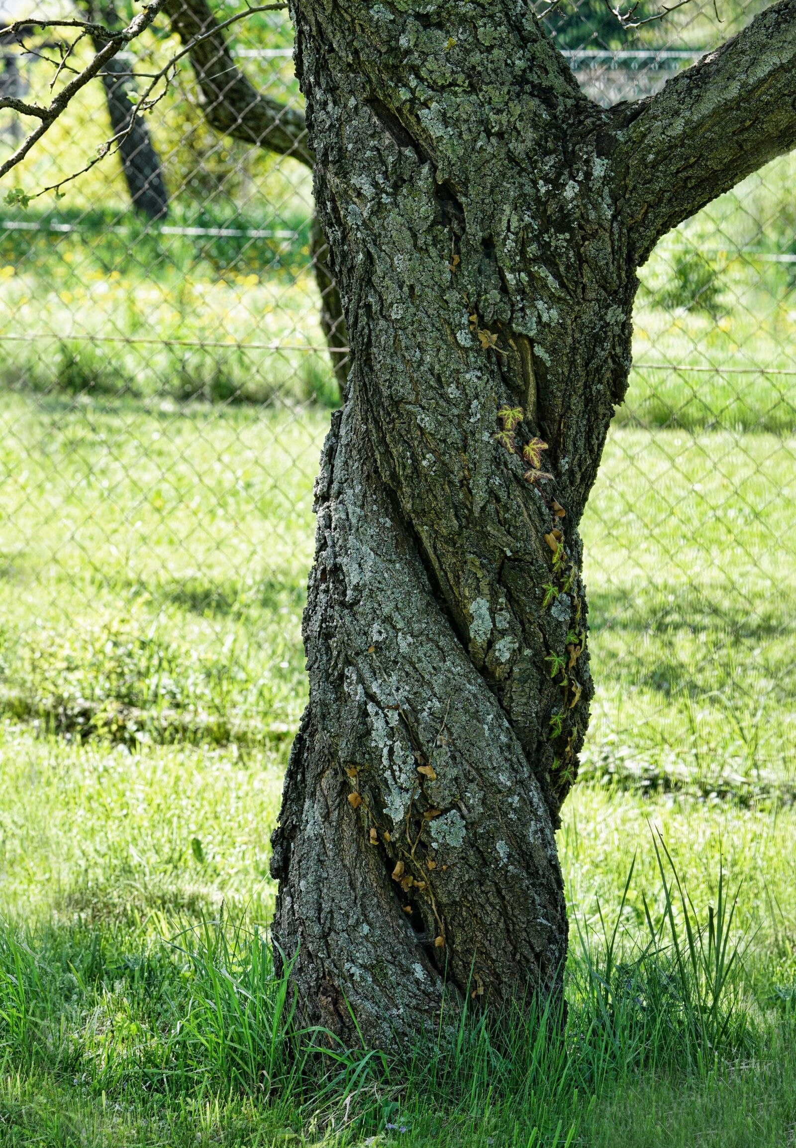 Sony a6000 + Sony FE 90mm F2.8 Macro G OSS sample photo. Tree, nature, apricot tree photography