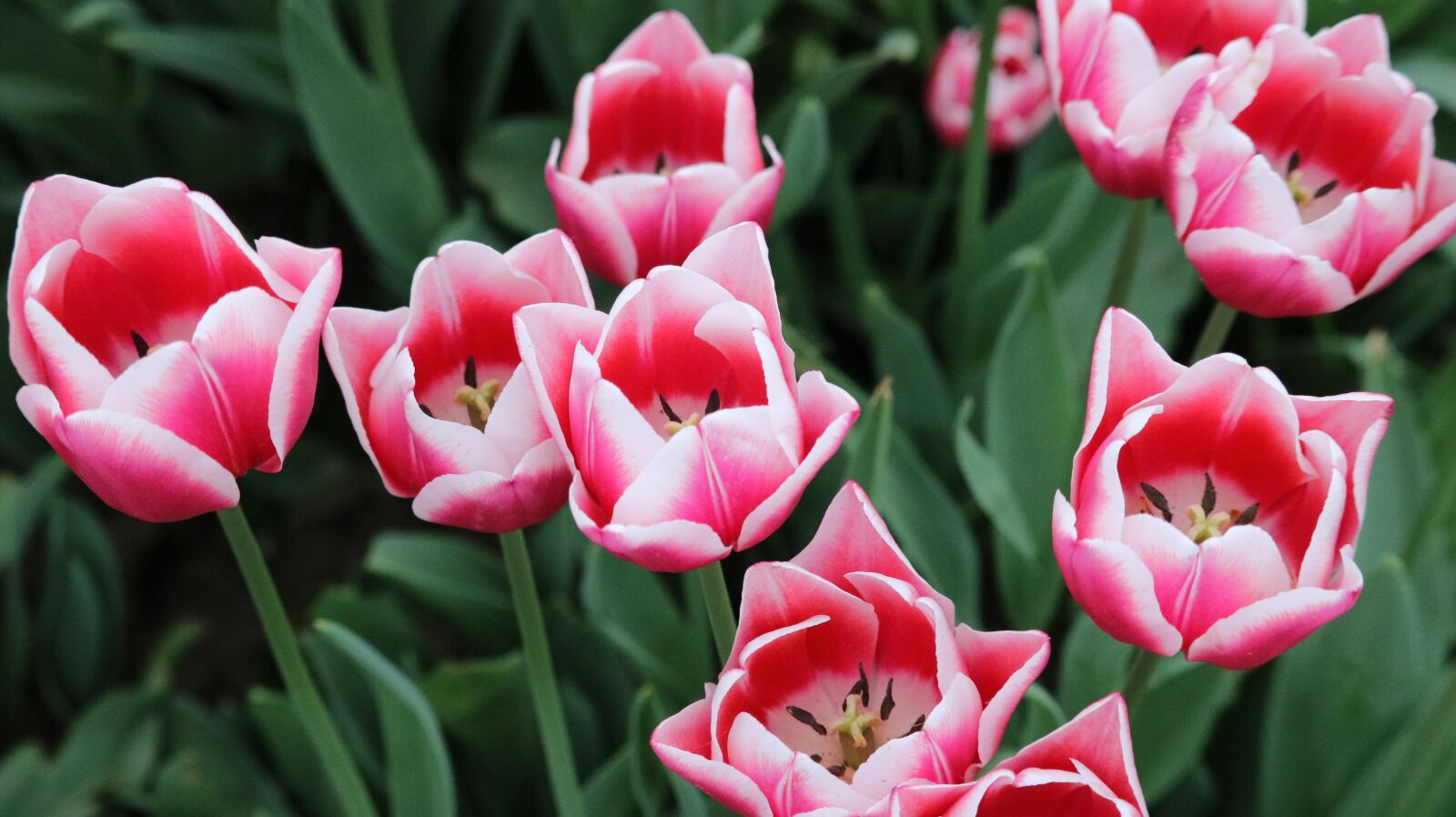 Canon EOS 750D (EOS Rebel T6i / EOS Kiss X8i) sample photo. Tulip, nature, plant photography
