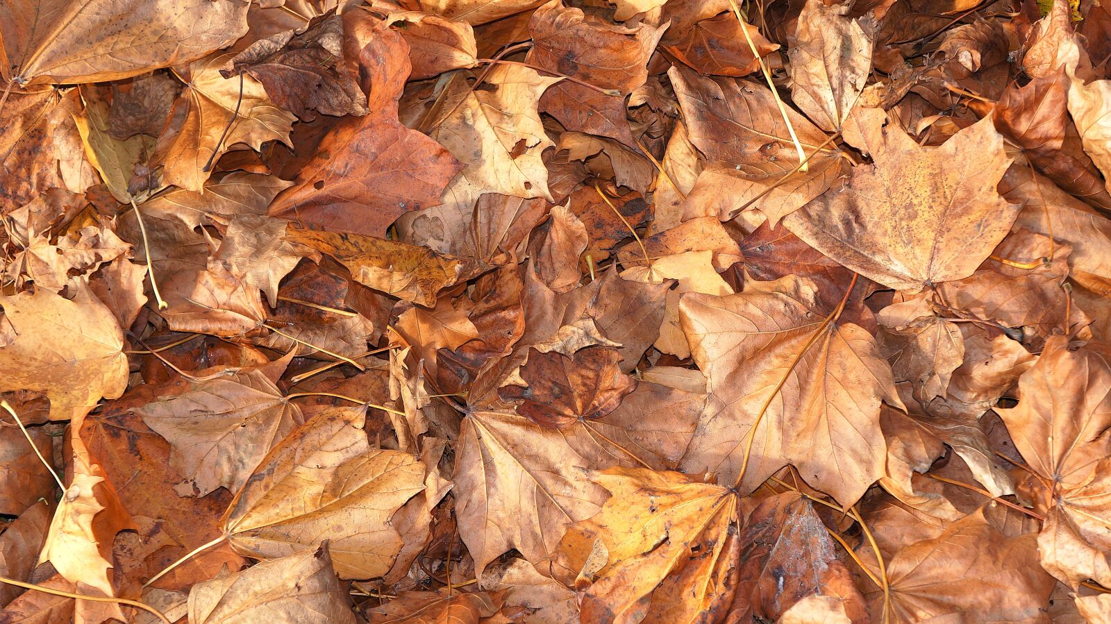 Sony Alpha NEX-5N sample photo. Leaves, brown, autumn photography