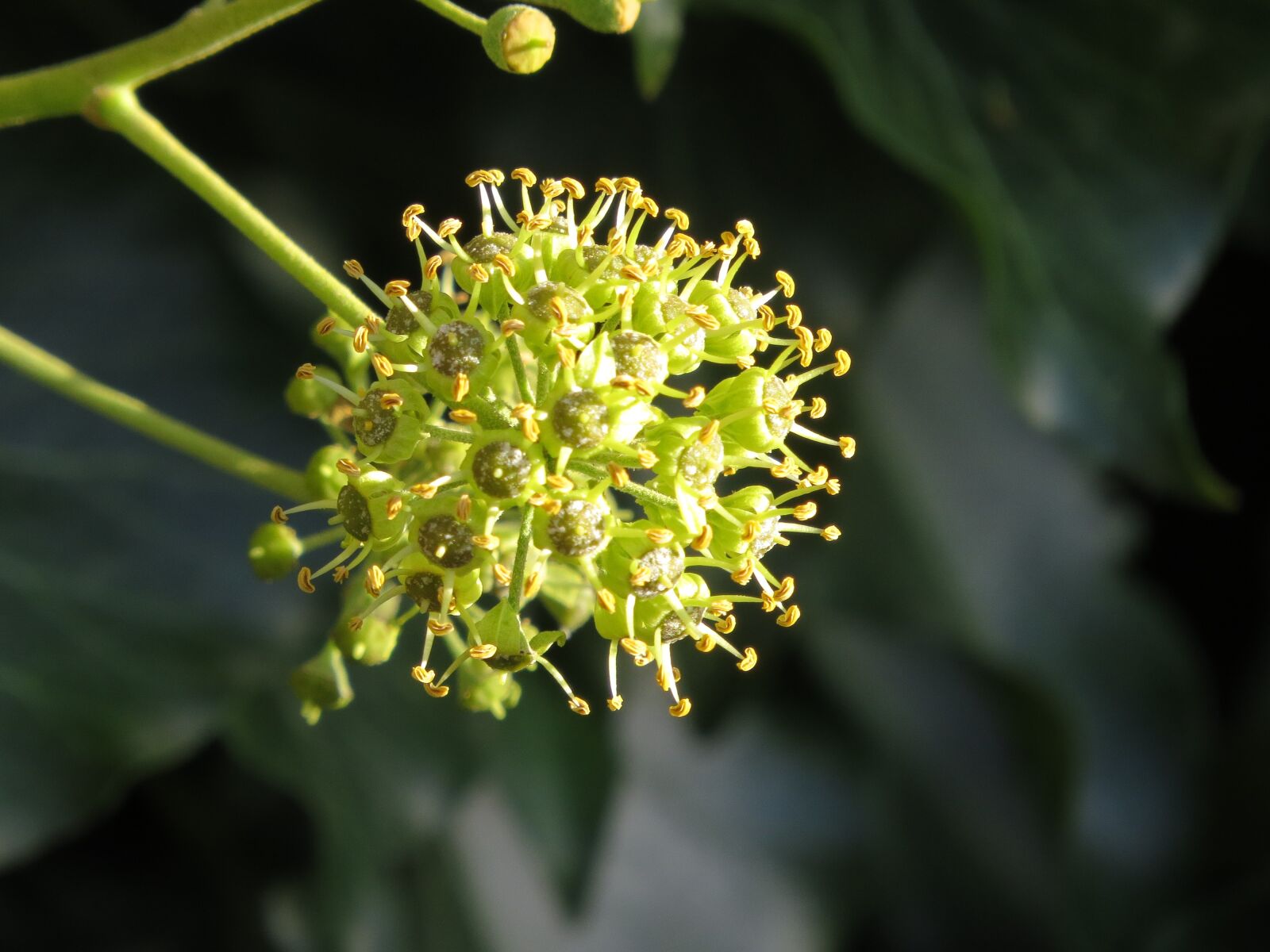 Canon PowerShot SX50 HS sample photo. Blossom, bloom, inflorescence photography