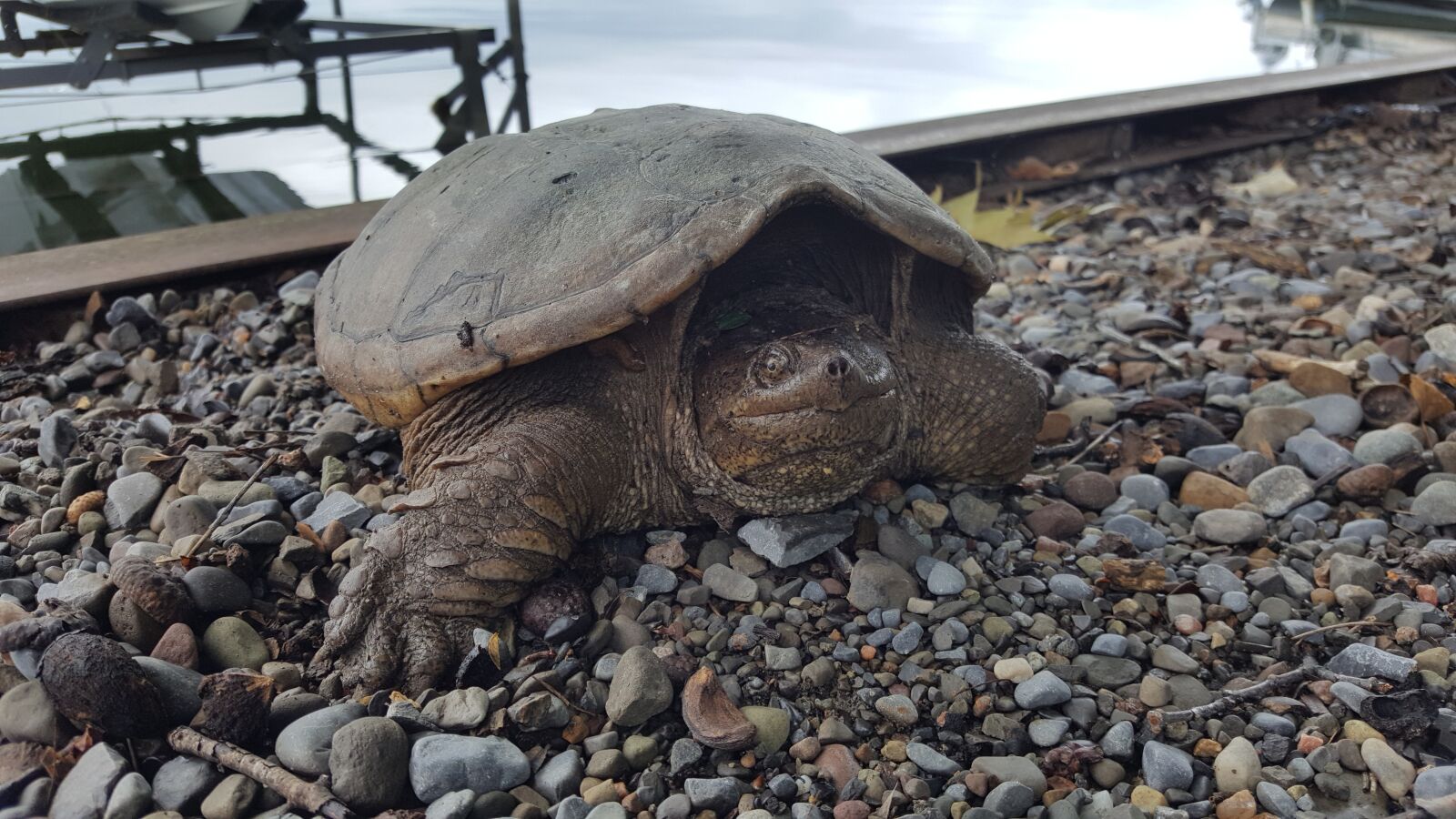 Samsung Galaxy Note5 sample photo. Snapping turtle, lake, turtle photography