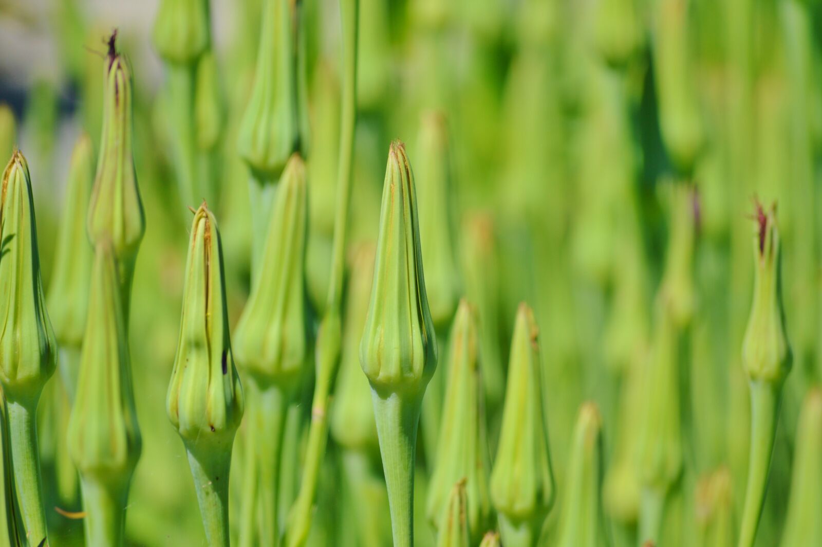 Nikon D3200 sample photo. Oat root, ragopogon porifolius photography