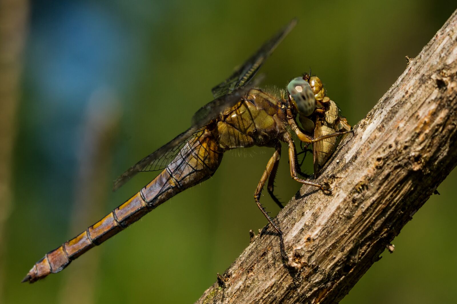 Canon EOS 7D + Canon EF 100mm F2.8L Macro IS USM sample photo. Dragonfly, insect, biology photography