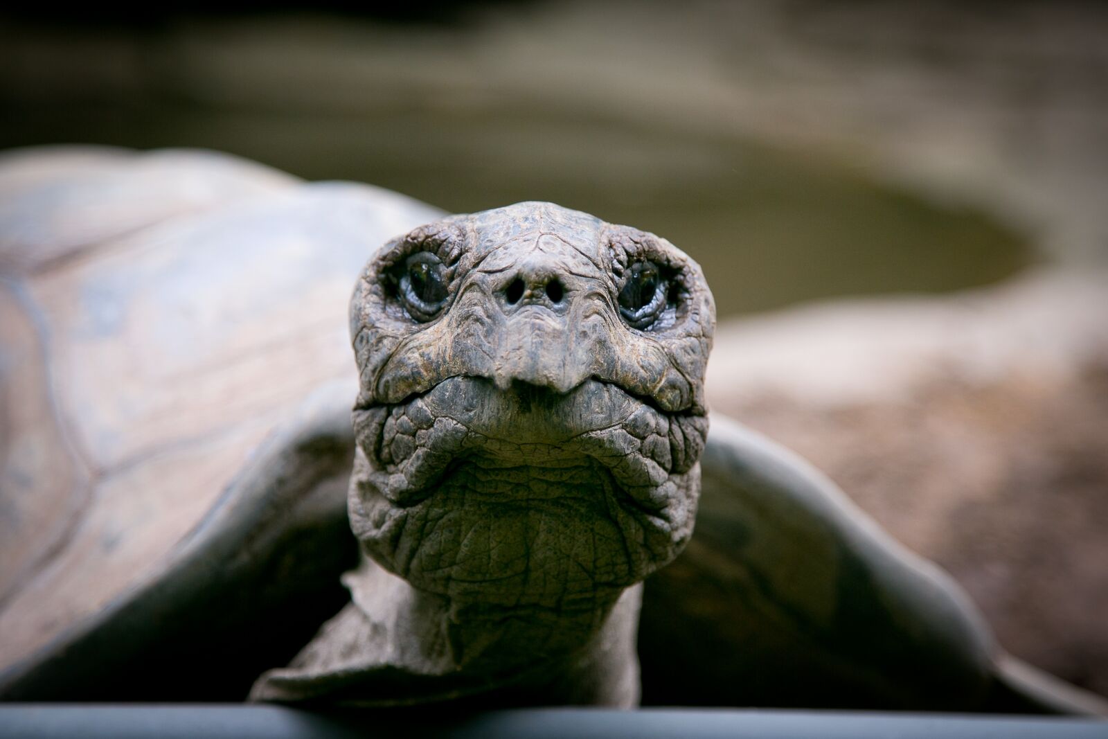 Canon EF 24-105mm F4L IS USM sample photo. Bronx, zoo, wildlife photography