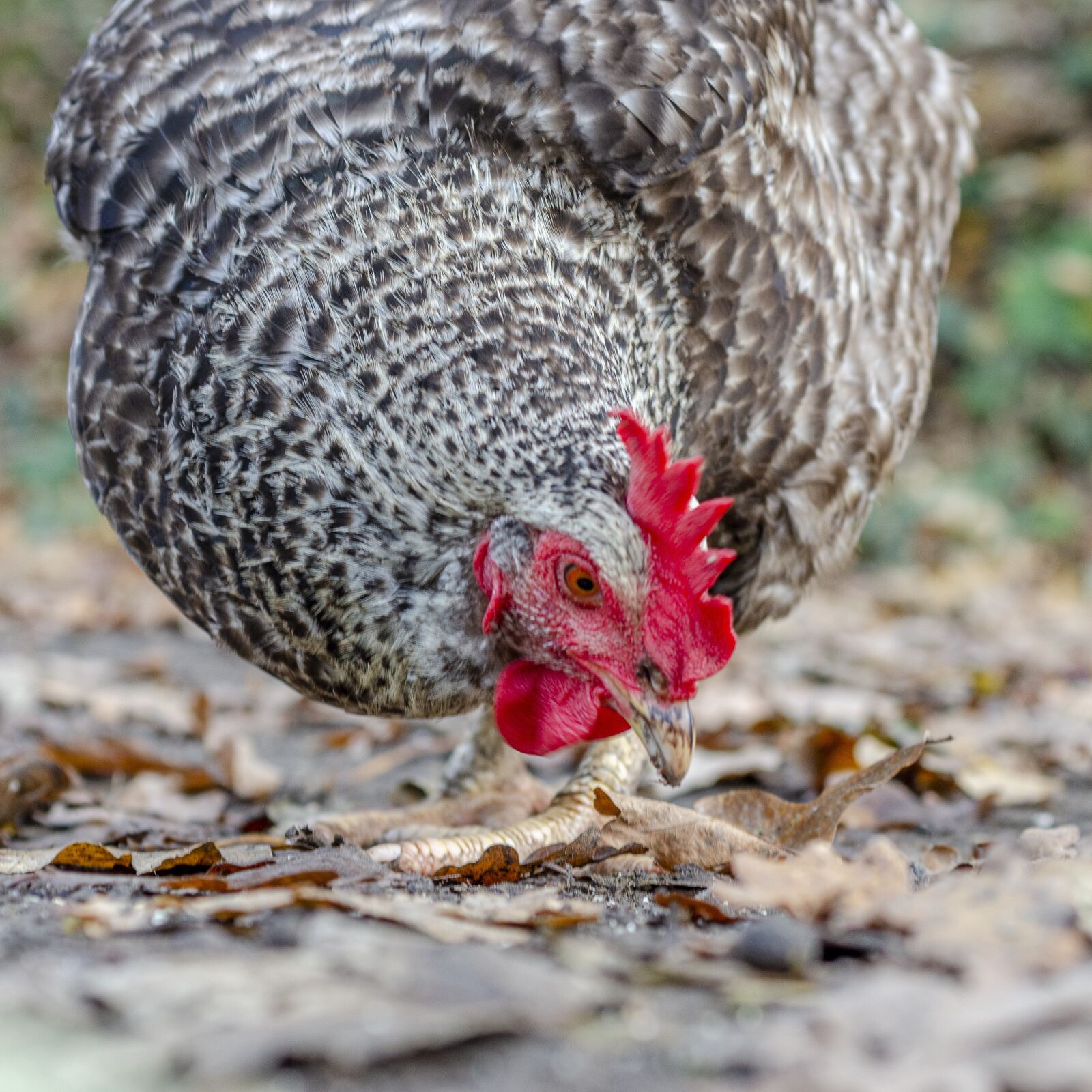 Nikon D7000 sample photo. Hen, poulette, pen photography
