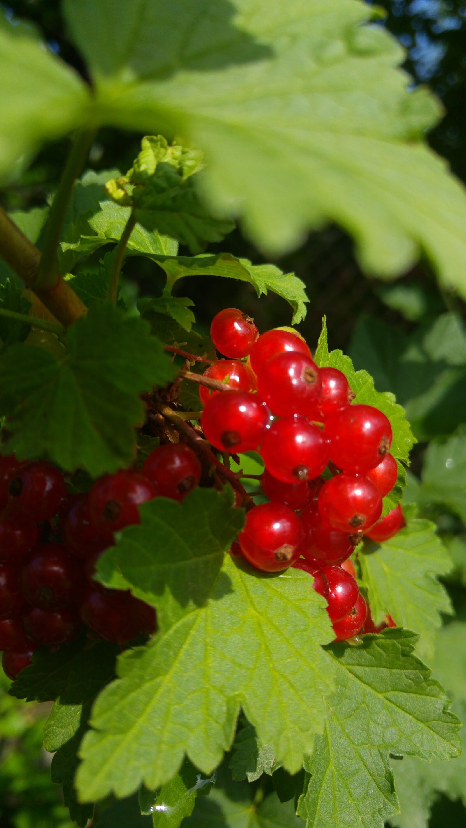 LG G4 sample photo. Ribes, fruit, red photography