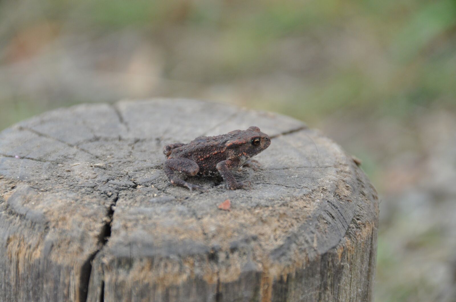 Nikon D90 sample photo. Frog, amphibian, outside photography