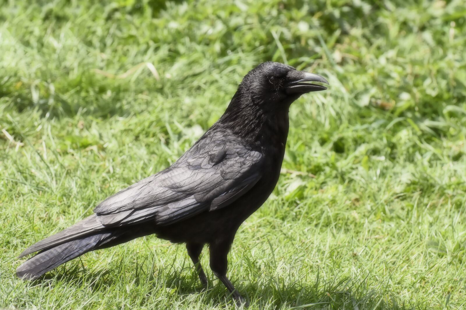 Nikon D7200 sample photo. Crow, raven bird, raven photography