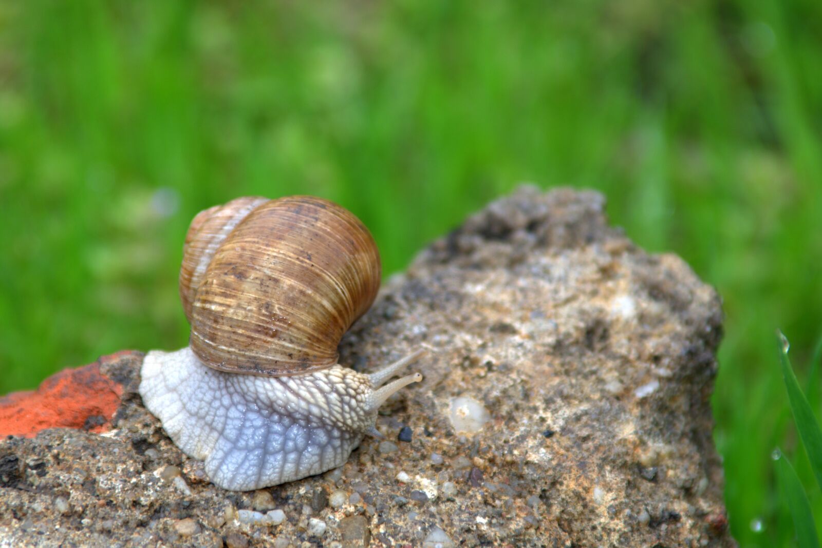 Pentax K-S2 sample photo. Snail, winniczek, animal photography